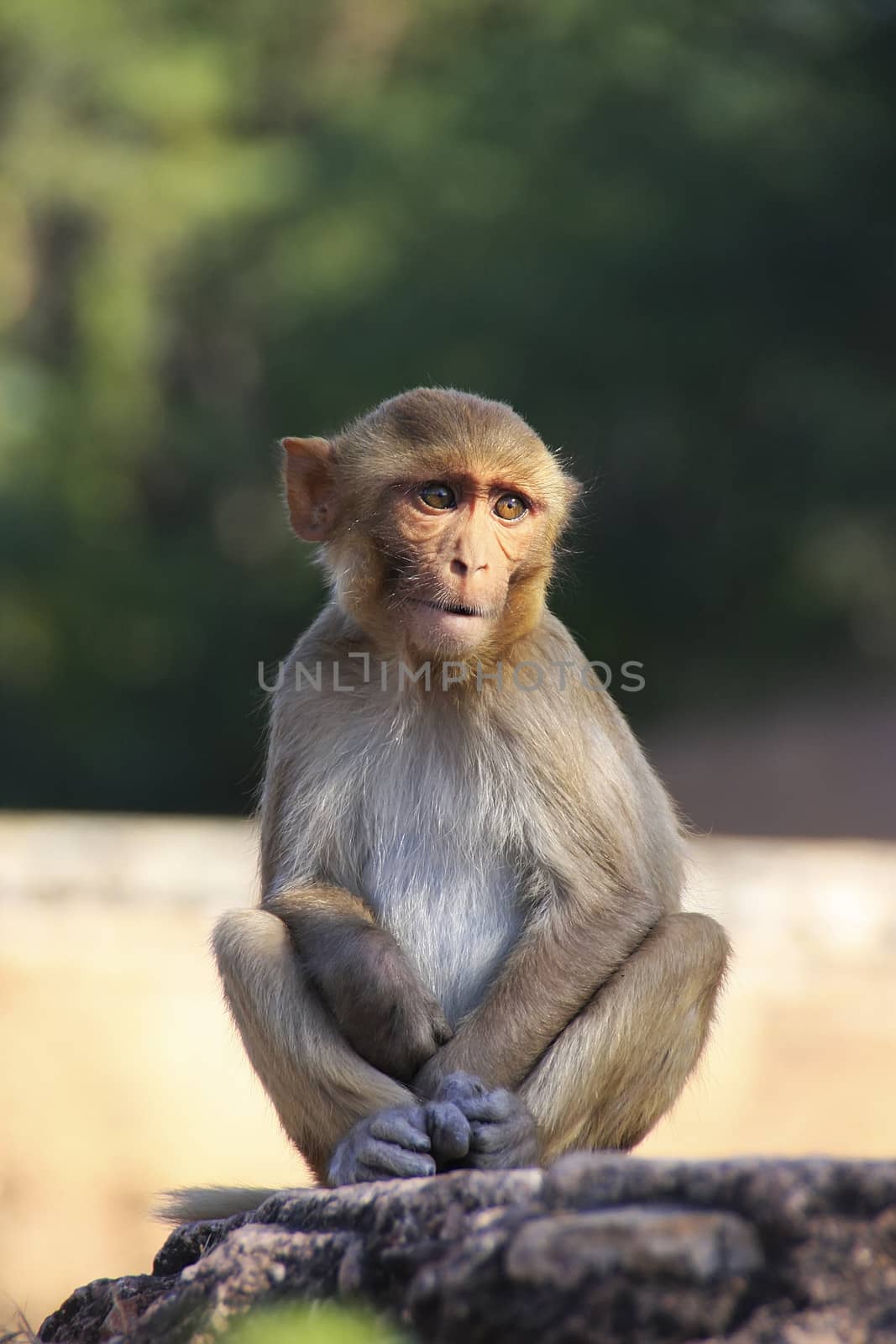 Rhesus macaque (Macaca mulatta) sitting at Taragarh Fort, Bundi, Rajasthan, India