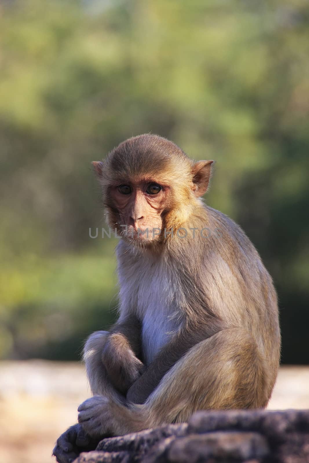 Rhesus macaque (Macaca mulatta) sitting at Taragarh Fort, Bundi, Rajasthan, India