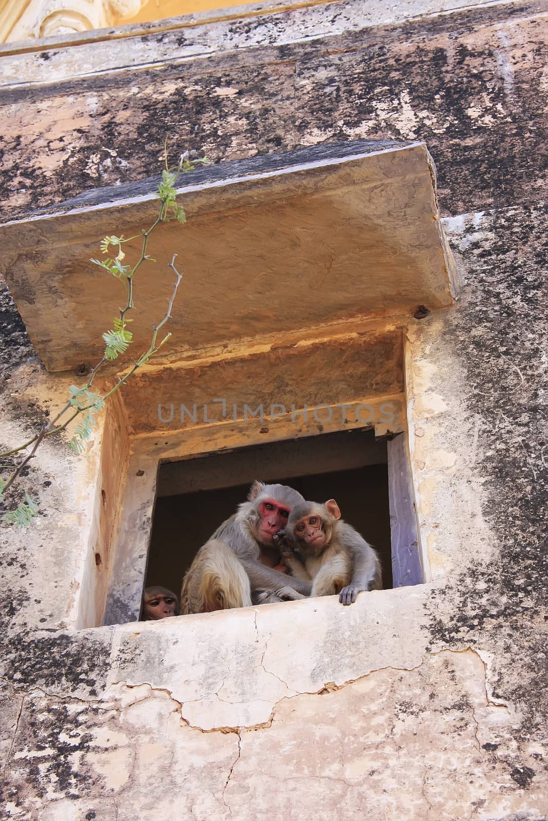 Rhesus macaques (Macaca mulatta) sitting in a window of Taragarh Fort, Bundi, Rajasthan, India 