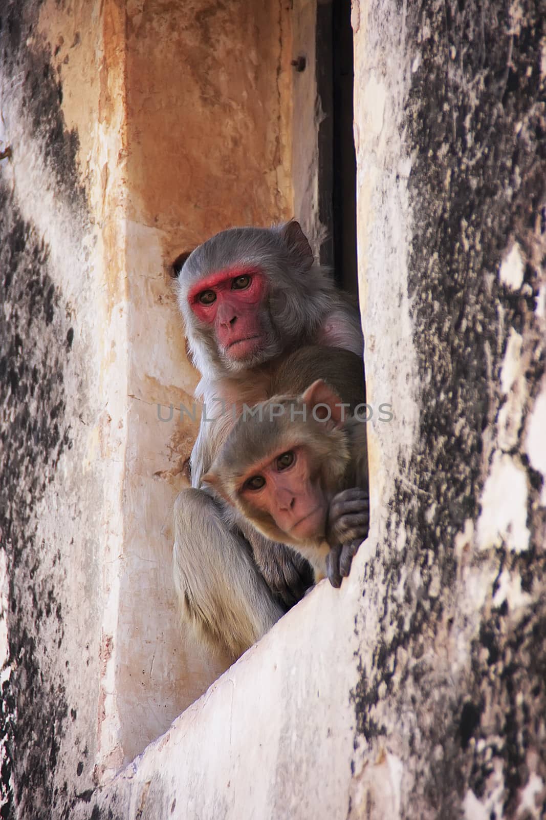 Rhesus macaques (Macaca mulatta) sitting in a window of Taragarh Fort, Bundi, Rajasthan, India 