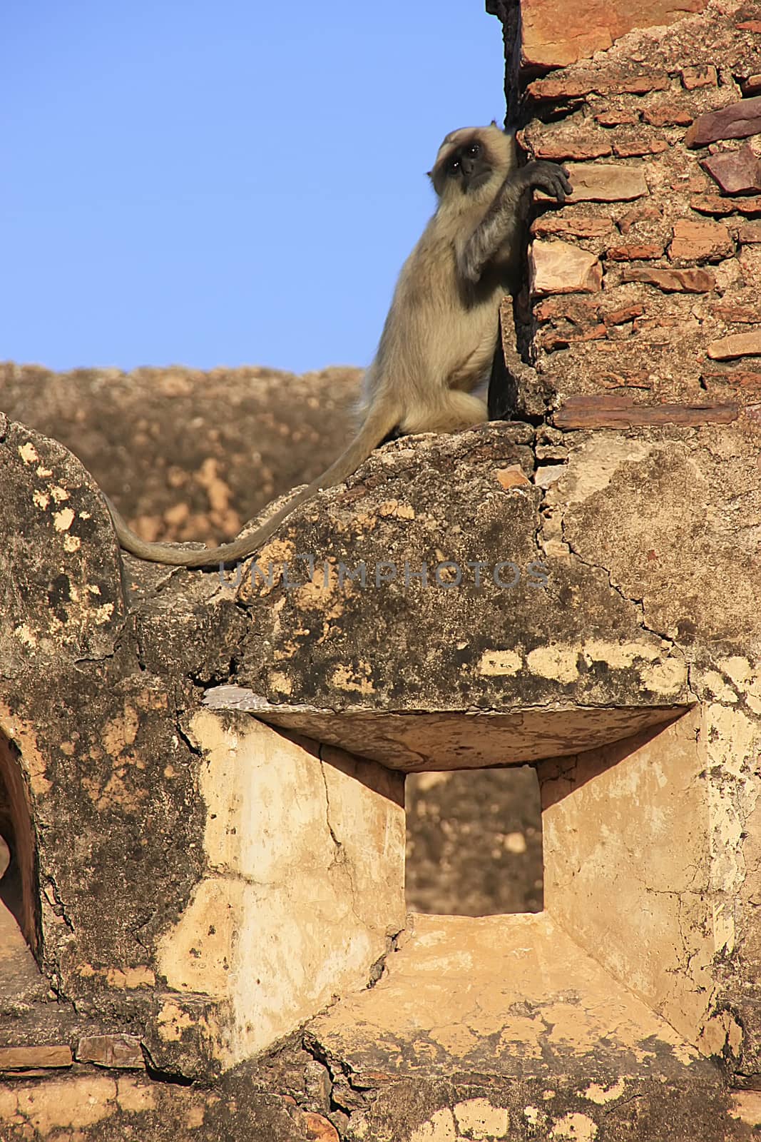 Gray langur playing at Taragarh fort, Bundi, India by donya_nedomam