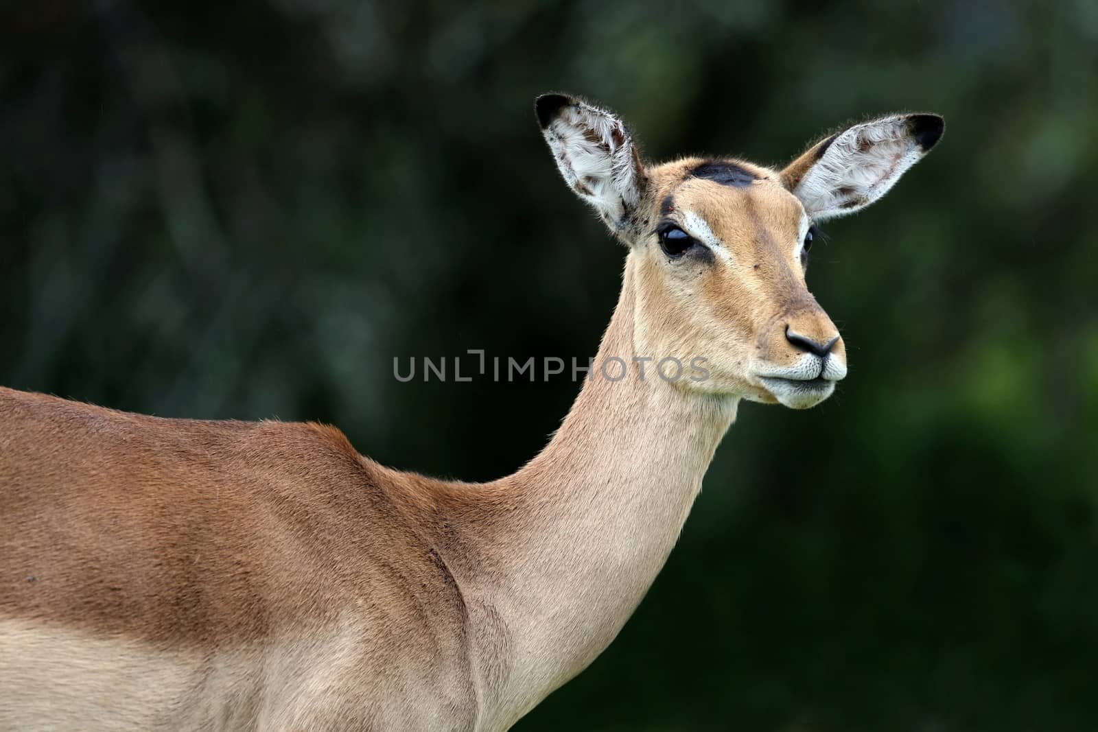 Female or Ewe Impala antelope with large ears