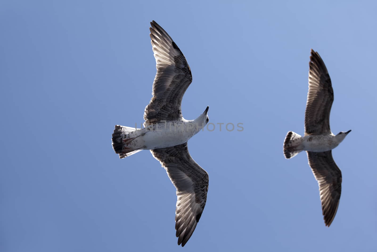 Seagulls by wellphoto