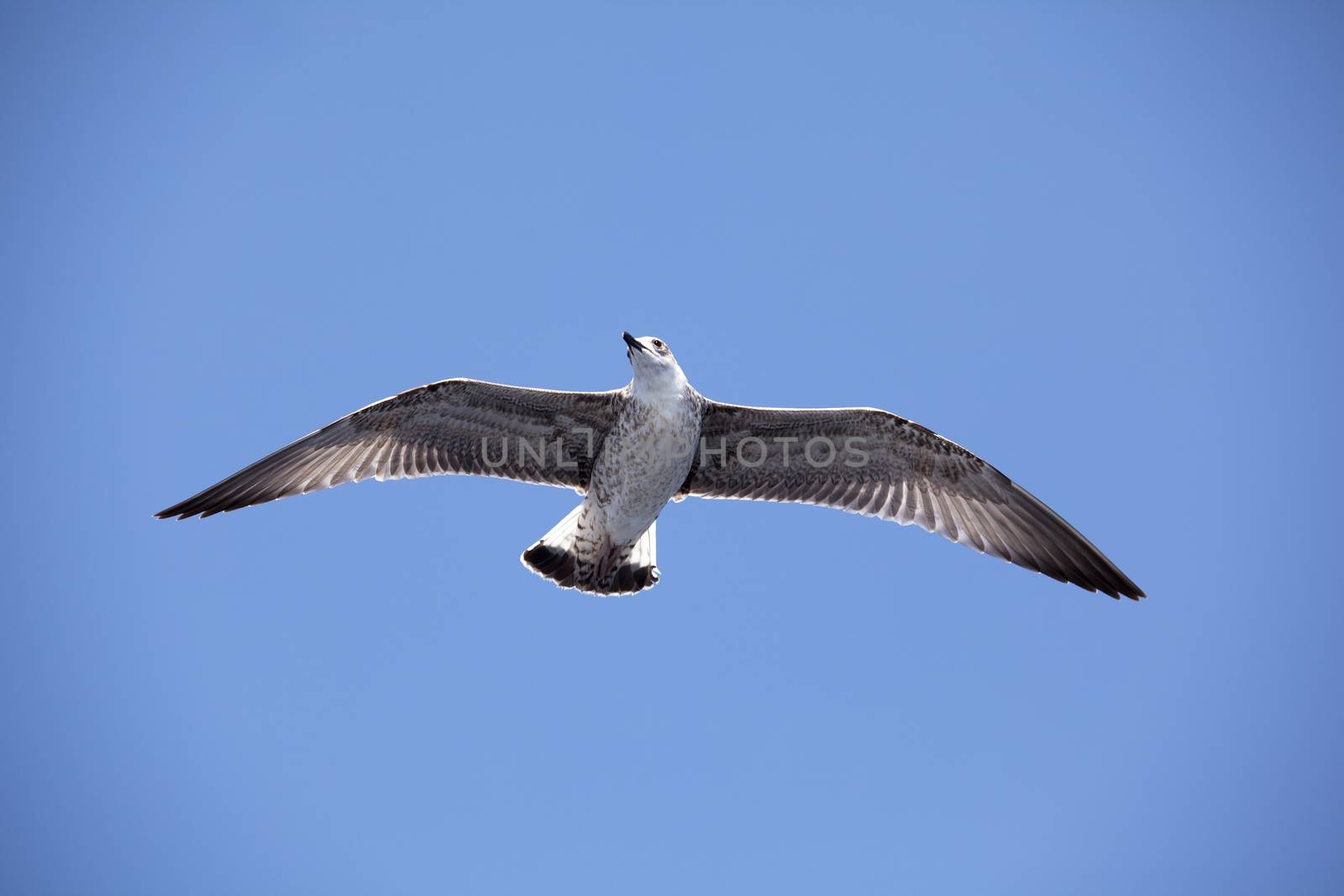 Seagull in flight