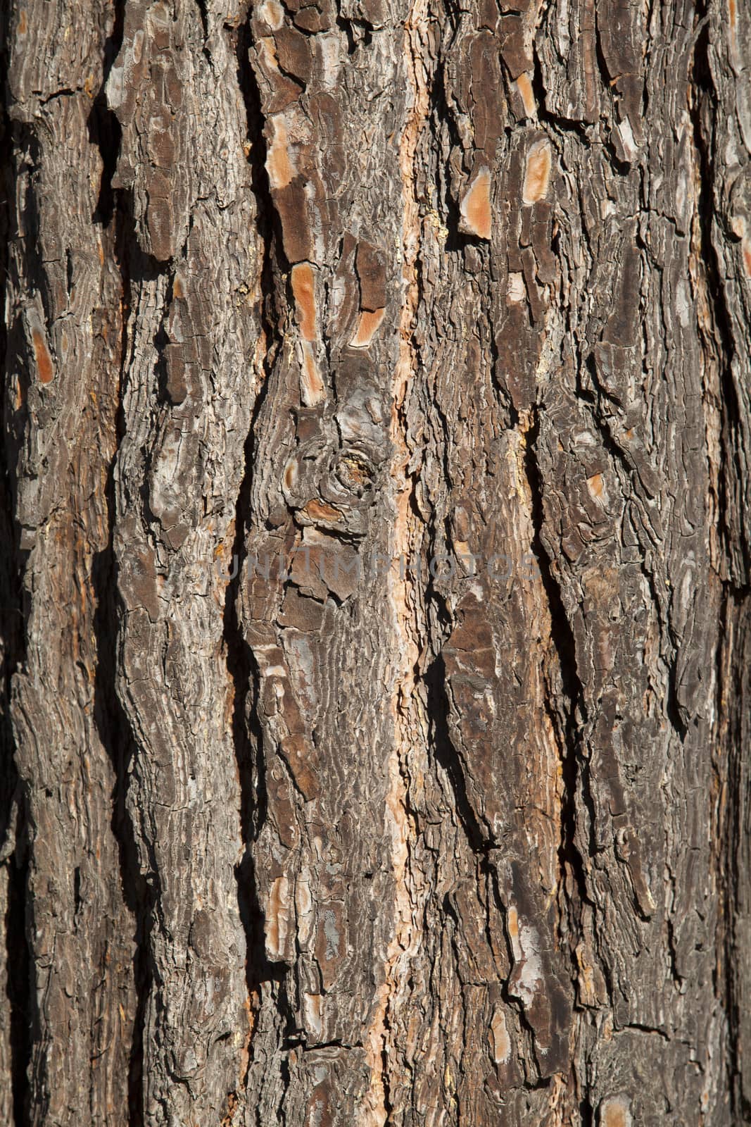 Wood bark by wellphoto