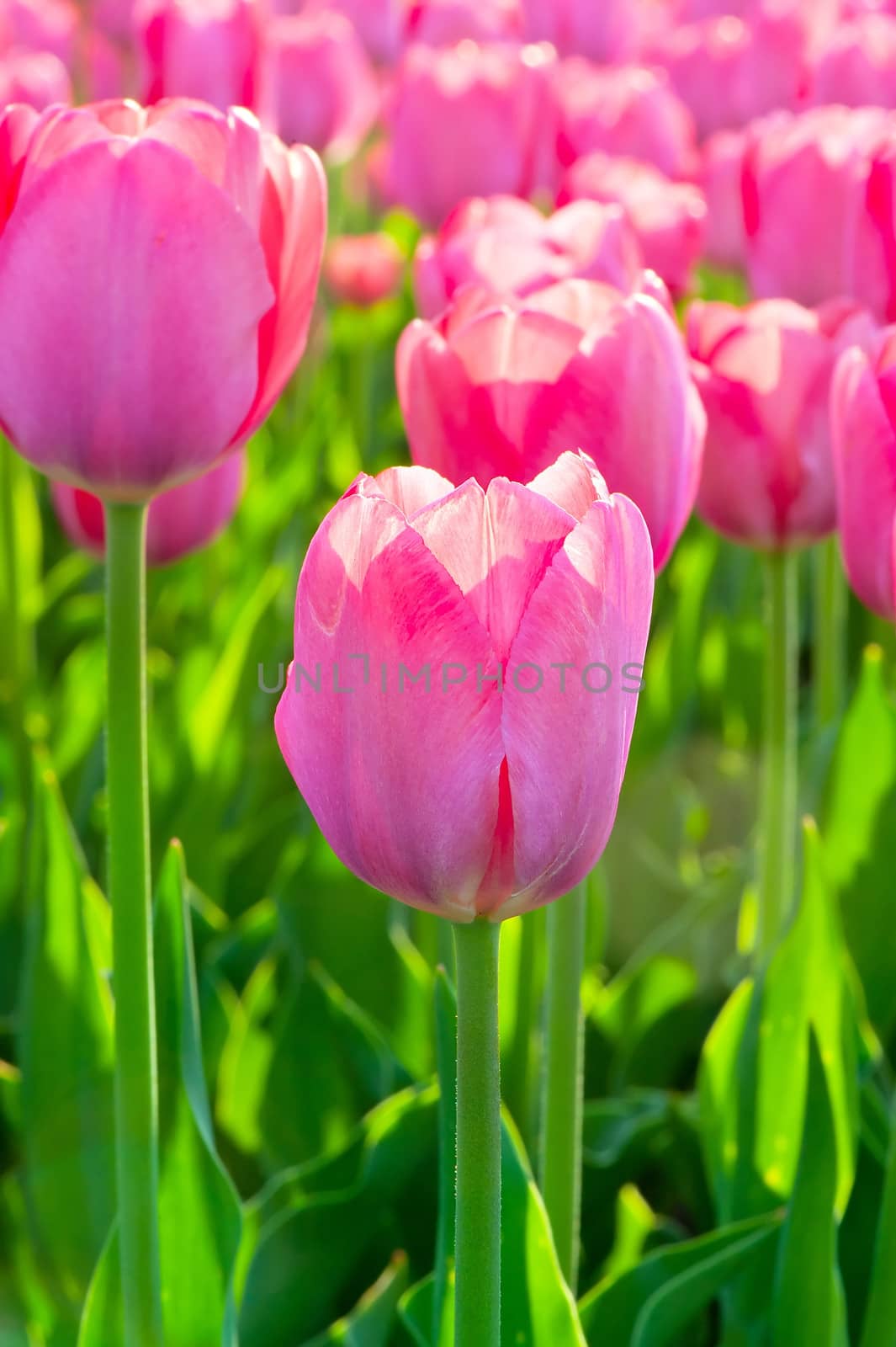 Beautiful spring flowers pink tulips by kosmsos111