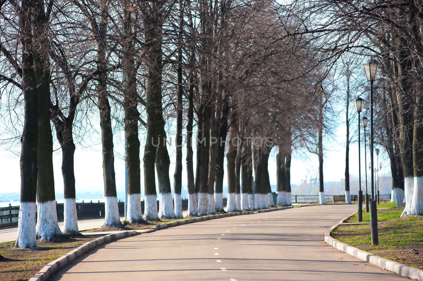 Alley in spring park in the morning. Yaroslavl.