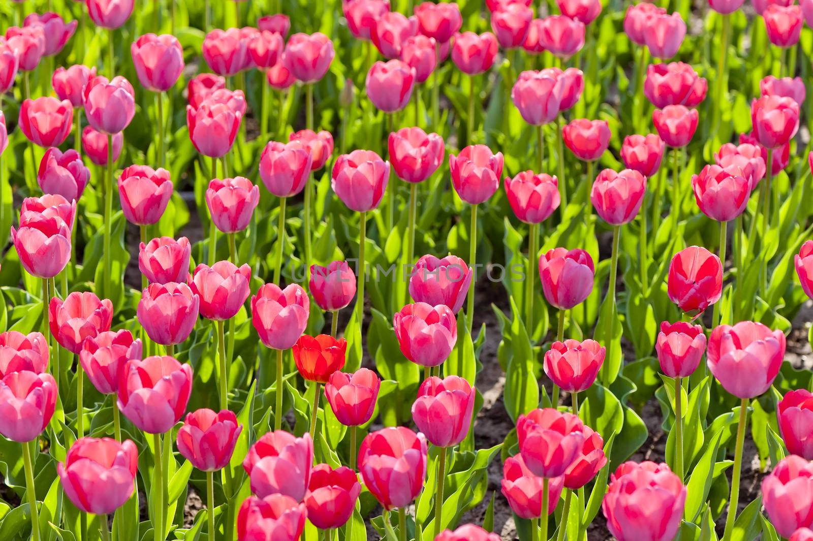 A great amount of red tulips. View from above.