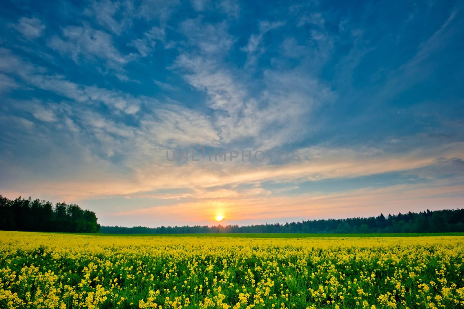 fresh green grass with bright blue sky and sunburst background