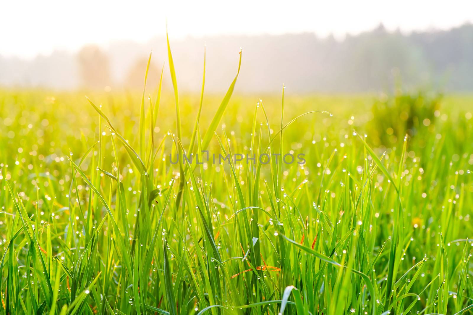 Close-up of fresh grass on meadow by kosmsos111