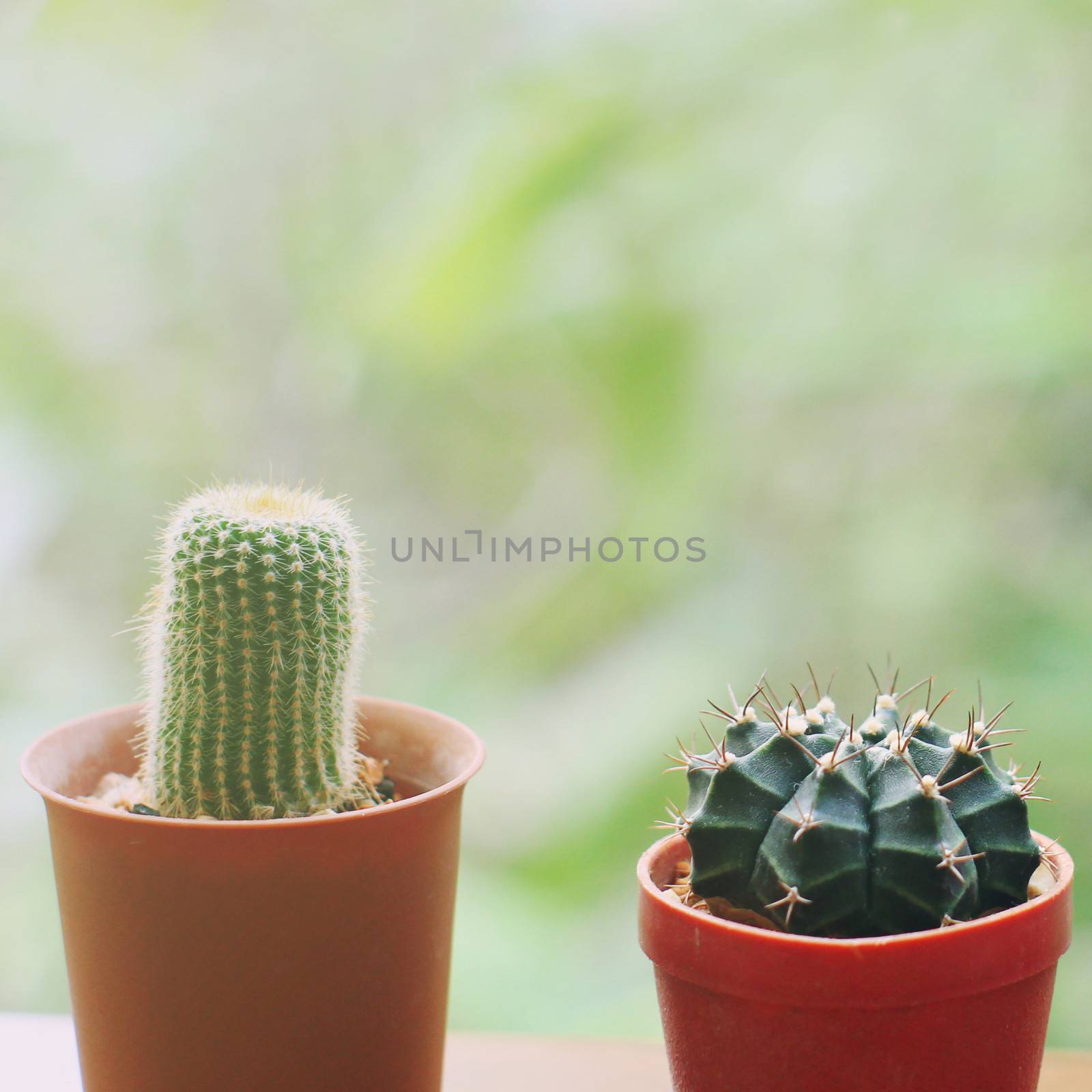 Small cactus for decorated with retro filter effect