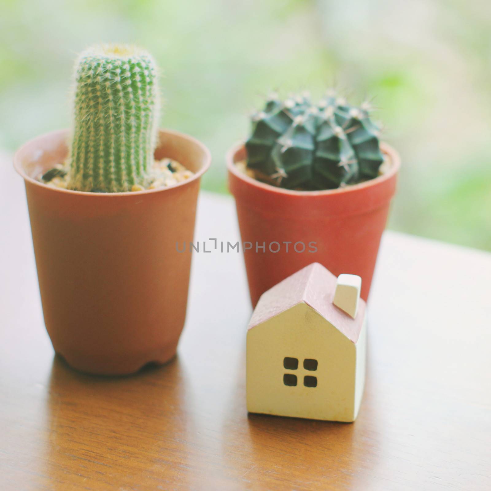 Cactus with small house for decorated, retro filter effect by nuchylee