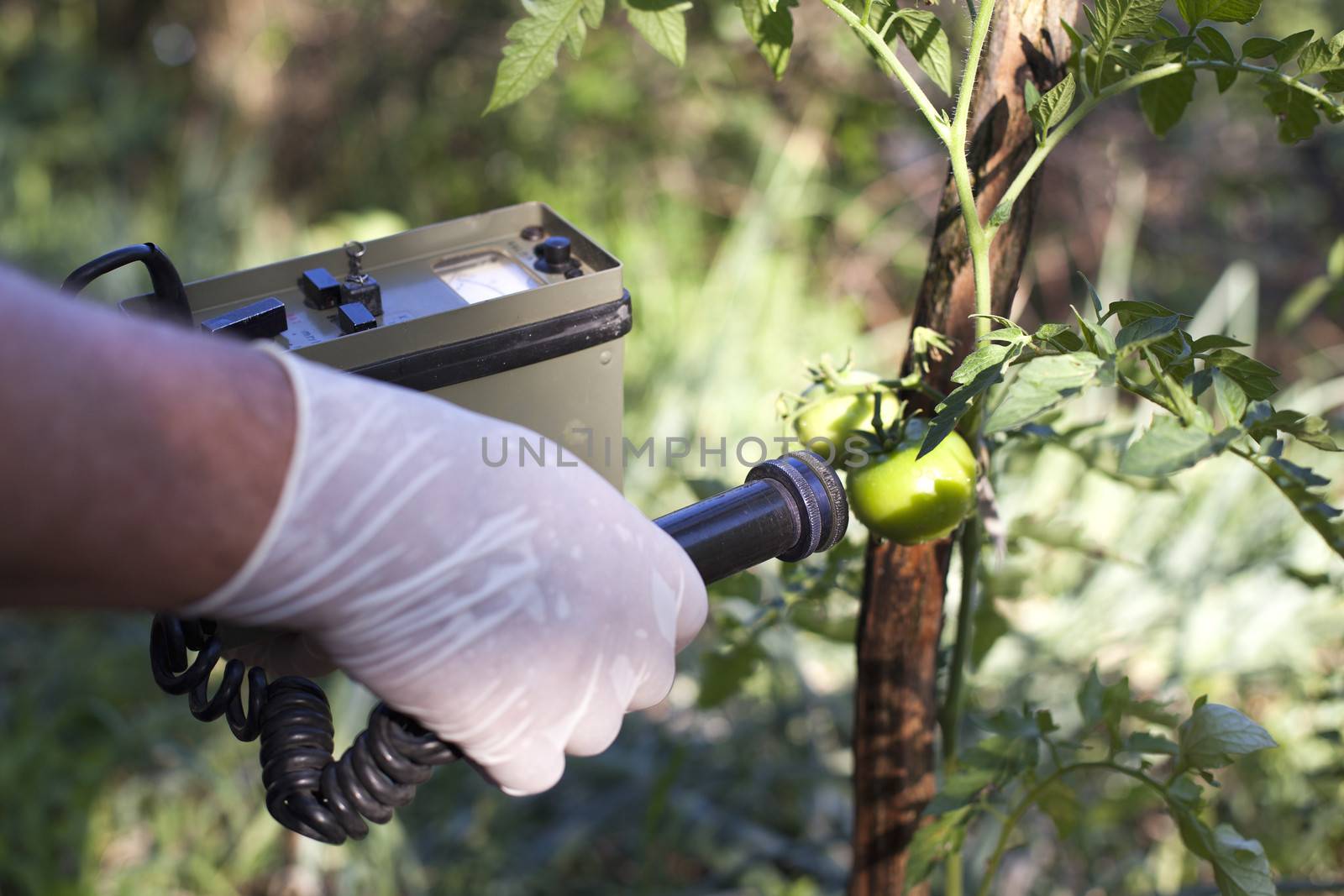 Measuring radiation levels of tomato