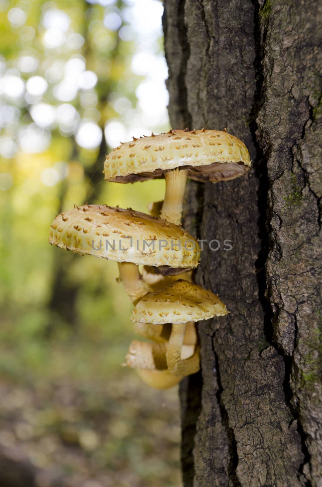 A group of mushrooms on a tree trunk close-up