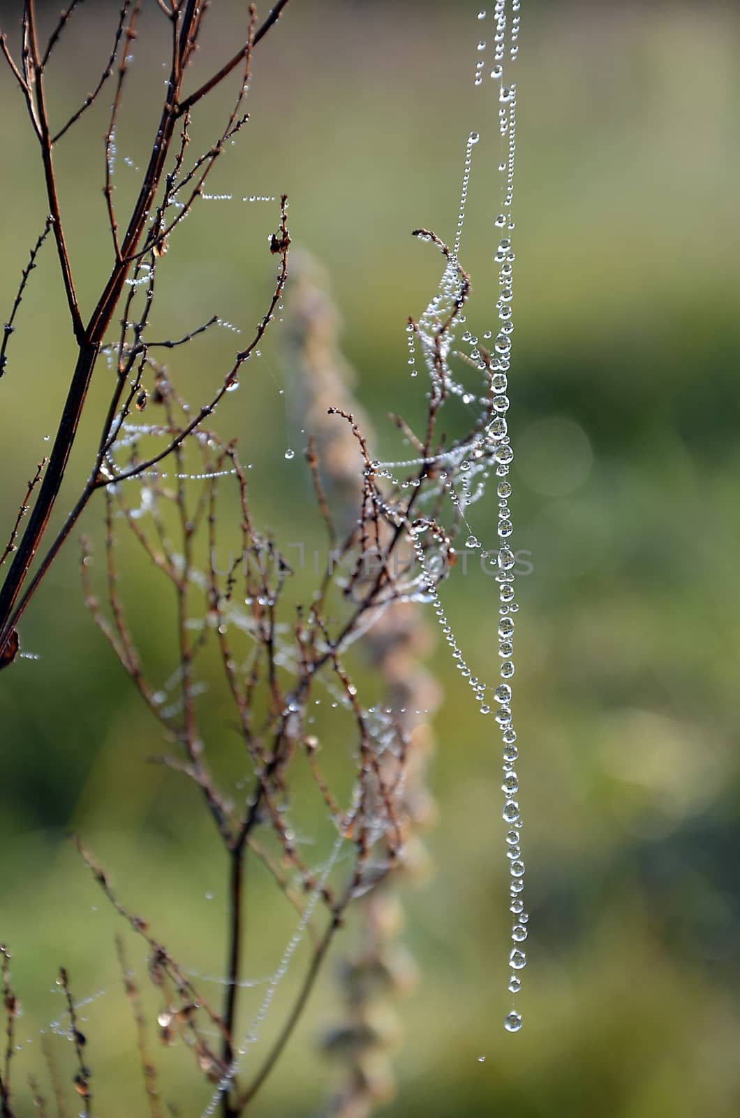 The thread of a web drops on the meadow plants at dawn in summer