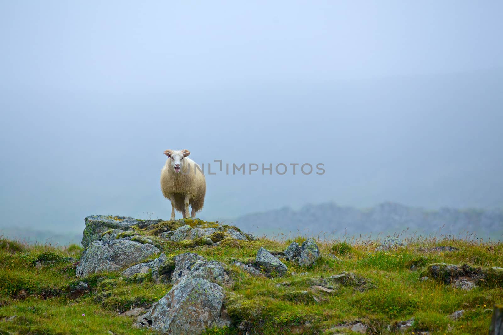 One sheep in grassland in the foggy day. Iceland