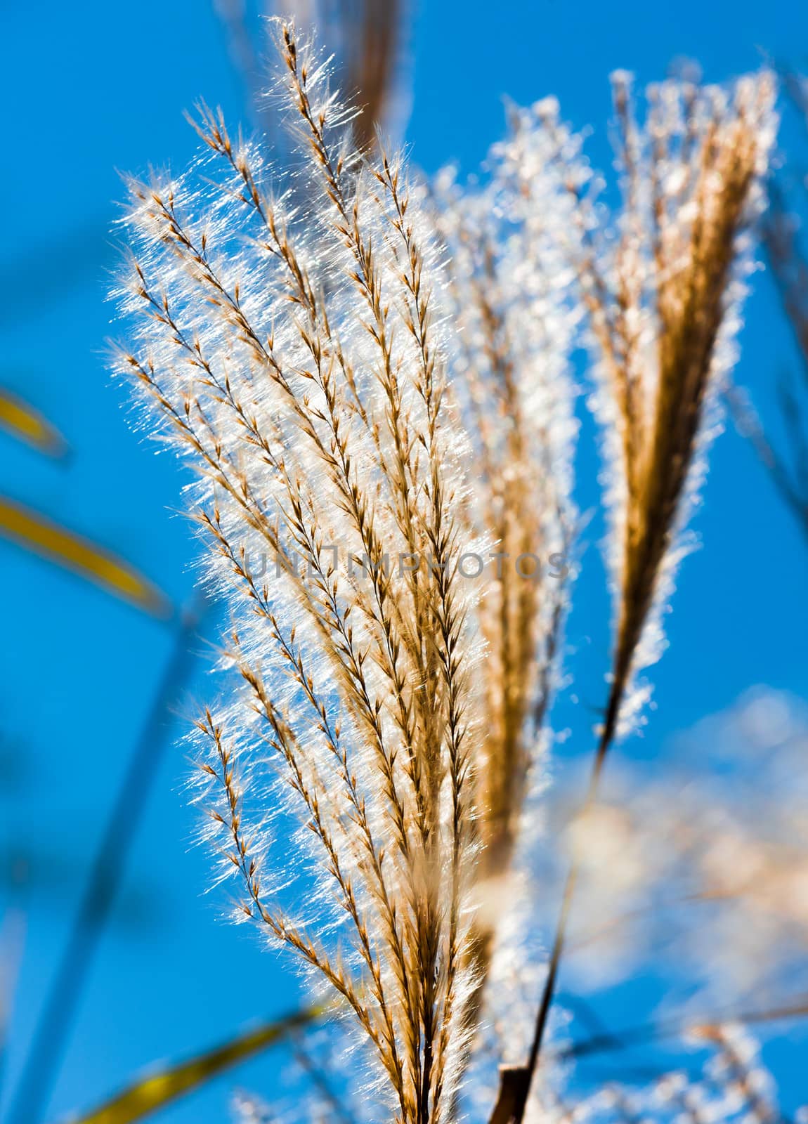  flowering reeds closeup by vladimir_sklyarov