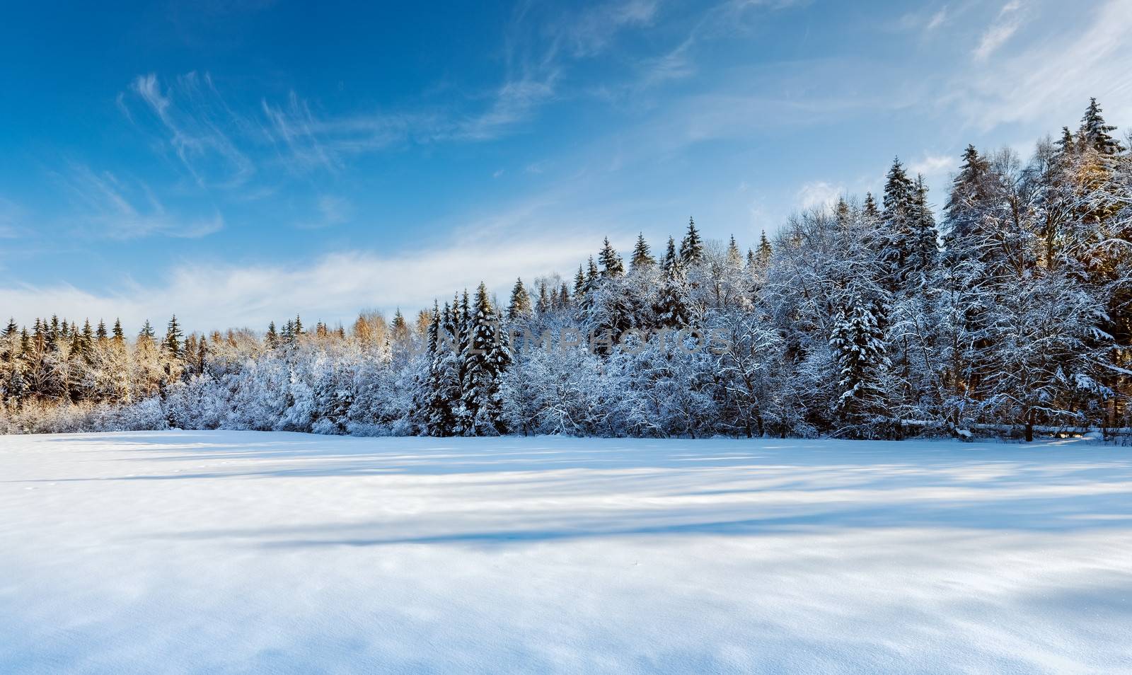 winter forest by vladimir_sklyarov