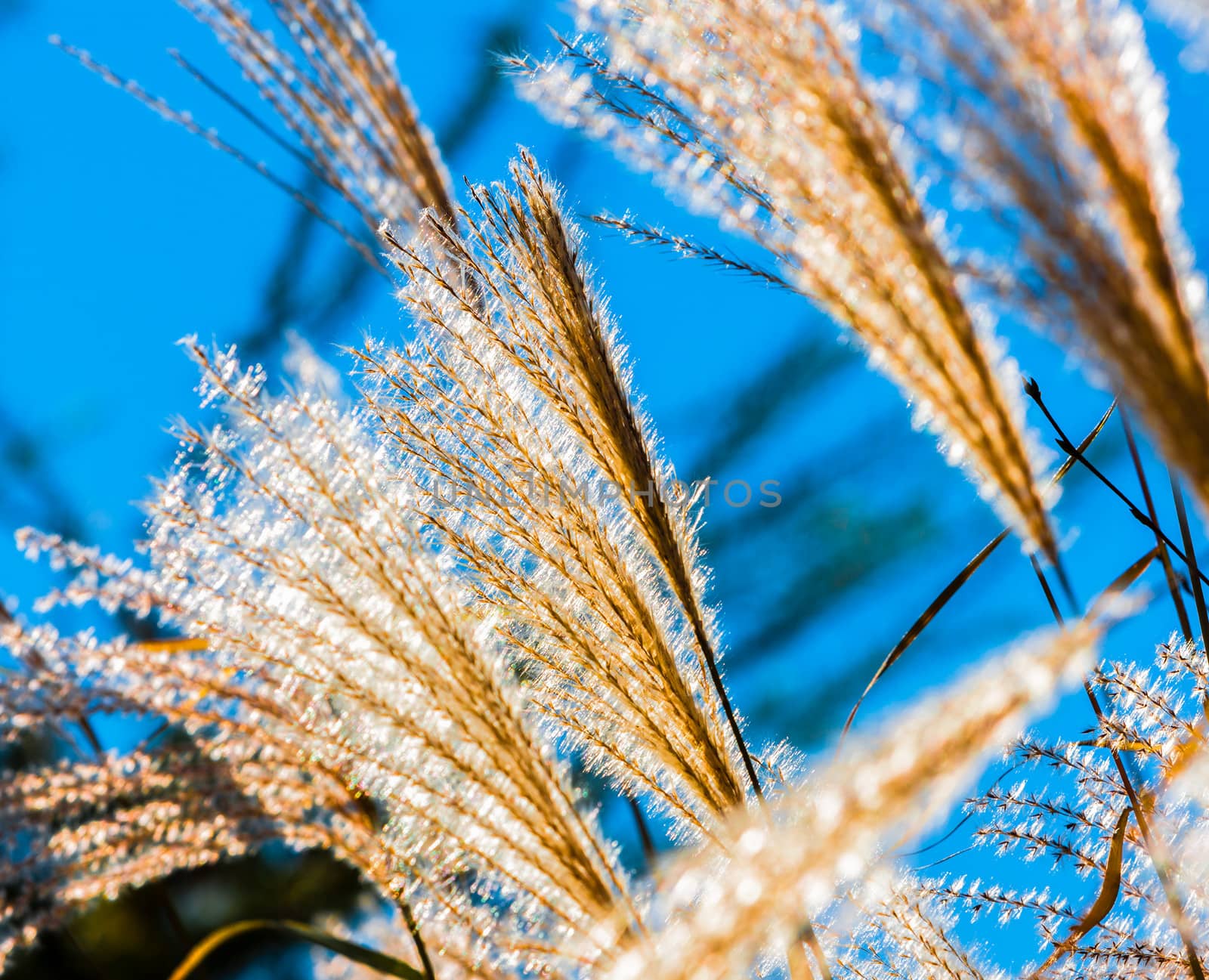  flowering reeds closeup