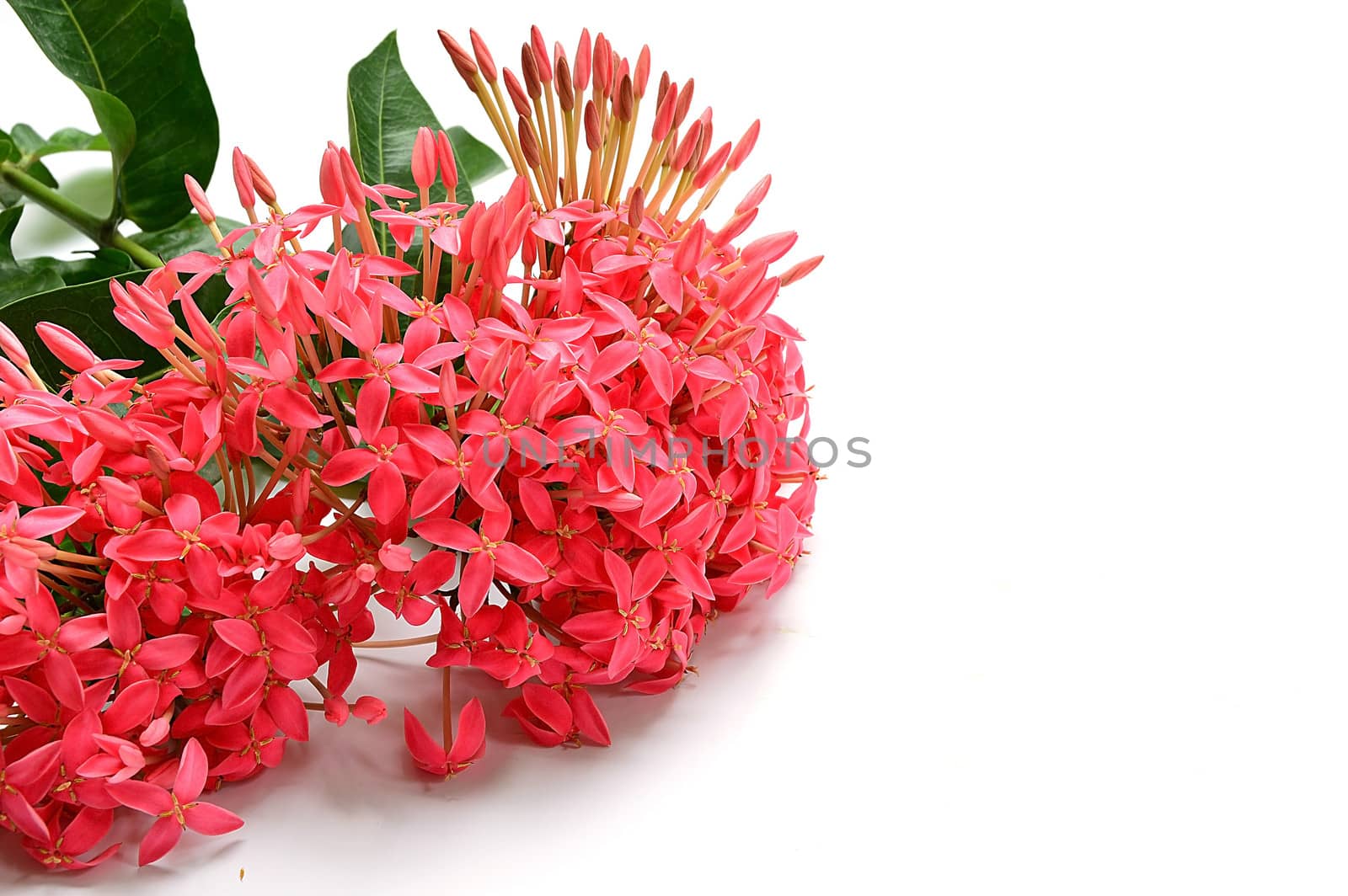 Pink Ixora flower isolated on white by Lekchangply