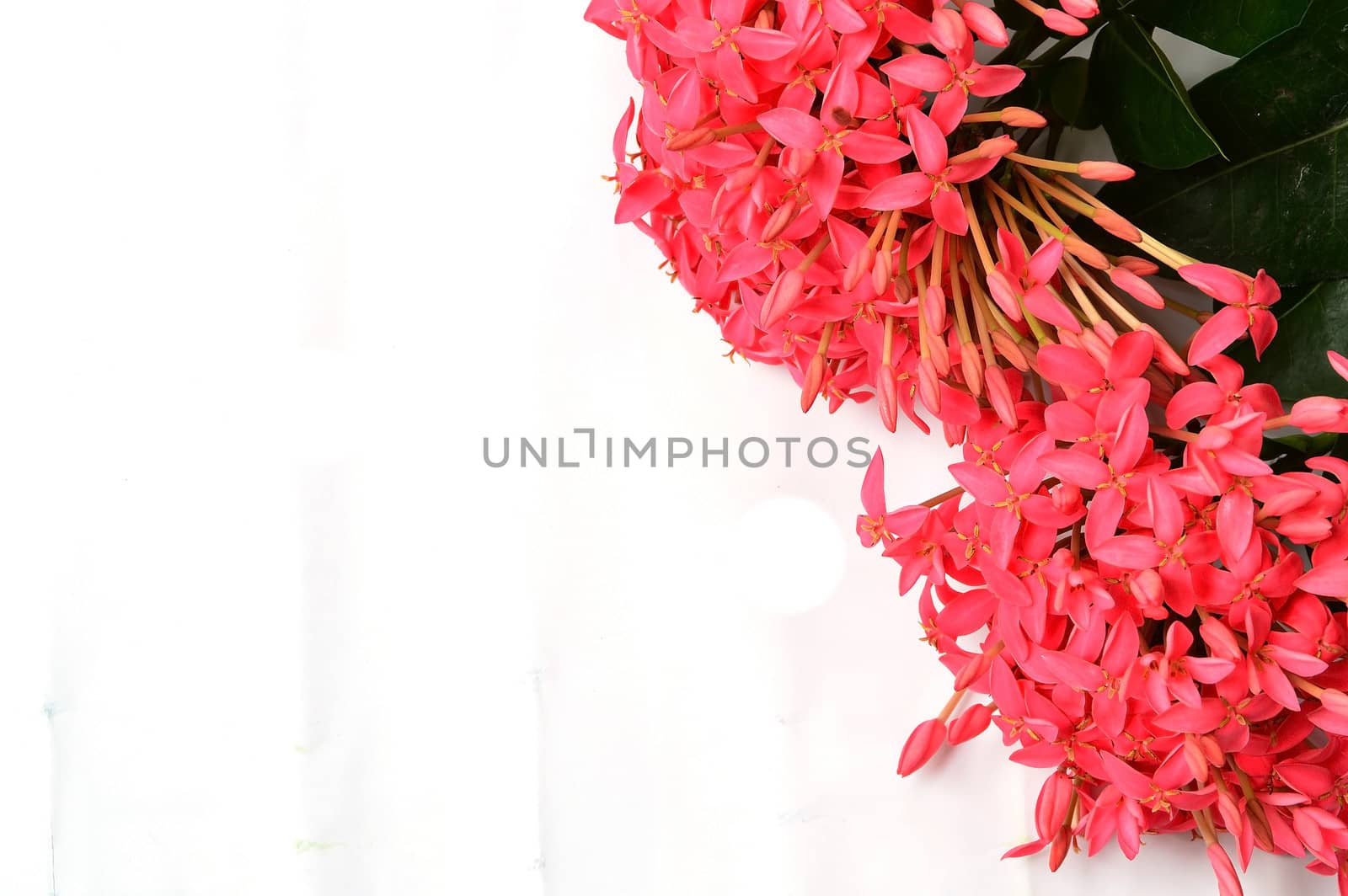 pink Ixora flower isolated on white by Lekchangply