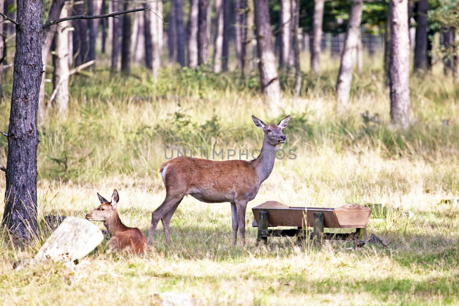 Deers eating in the forest