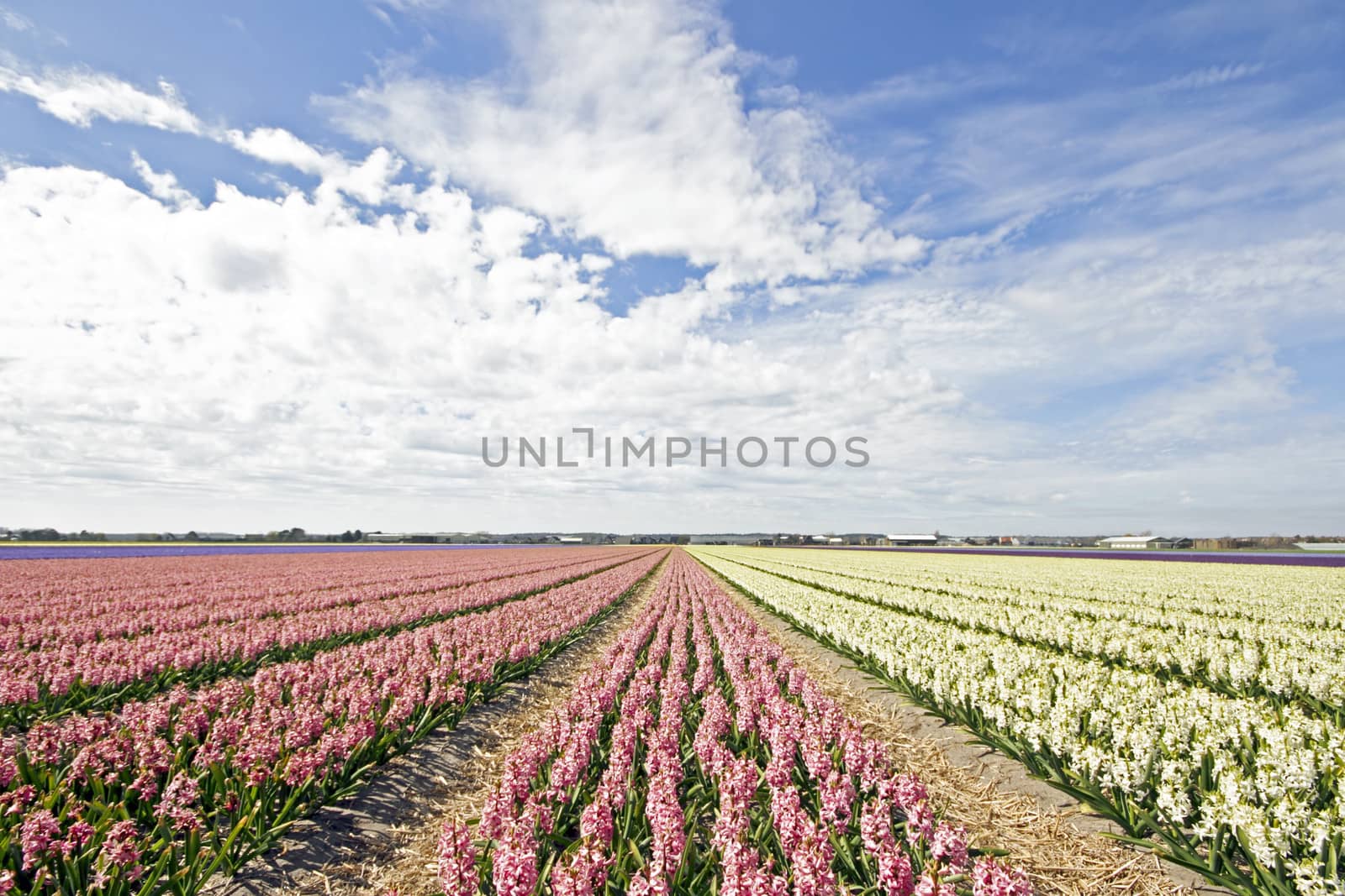 Colorful hyacinth fields in rural Netherlands