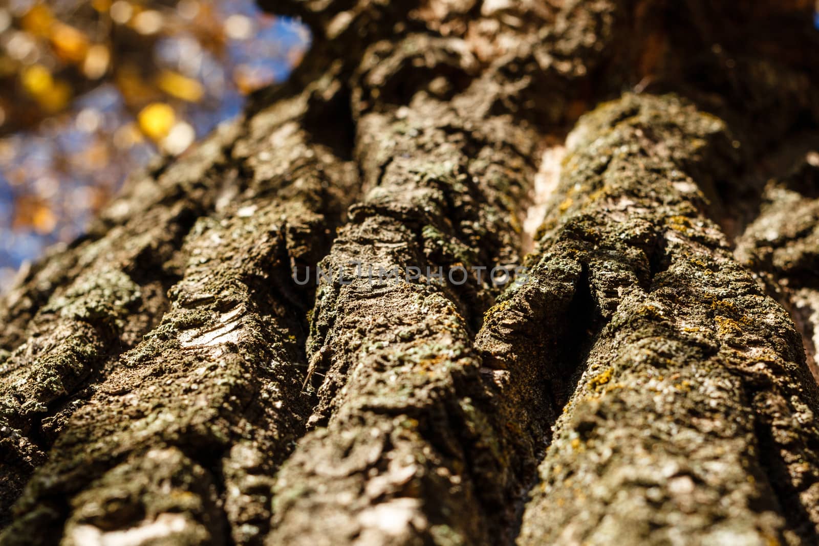 Tree bark photographed closeup autumn day in the park