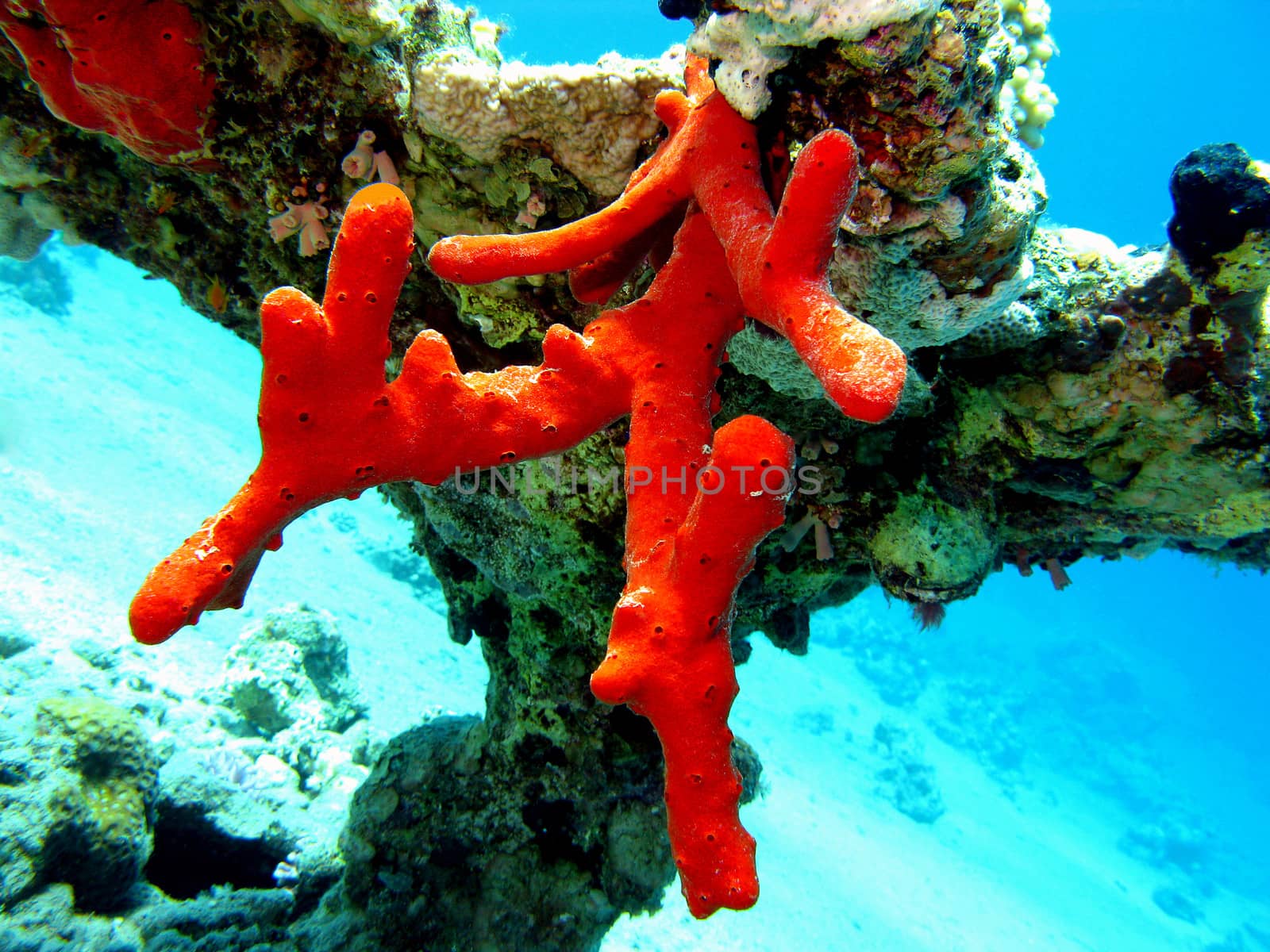 coral reef with great red sea sponge at the bottom of tropical sea