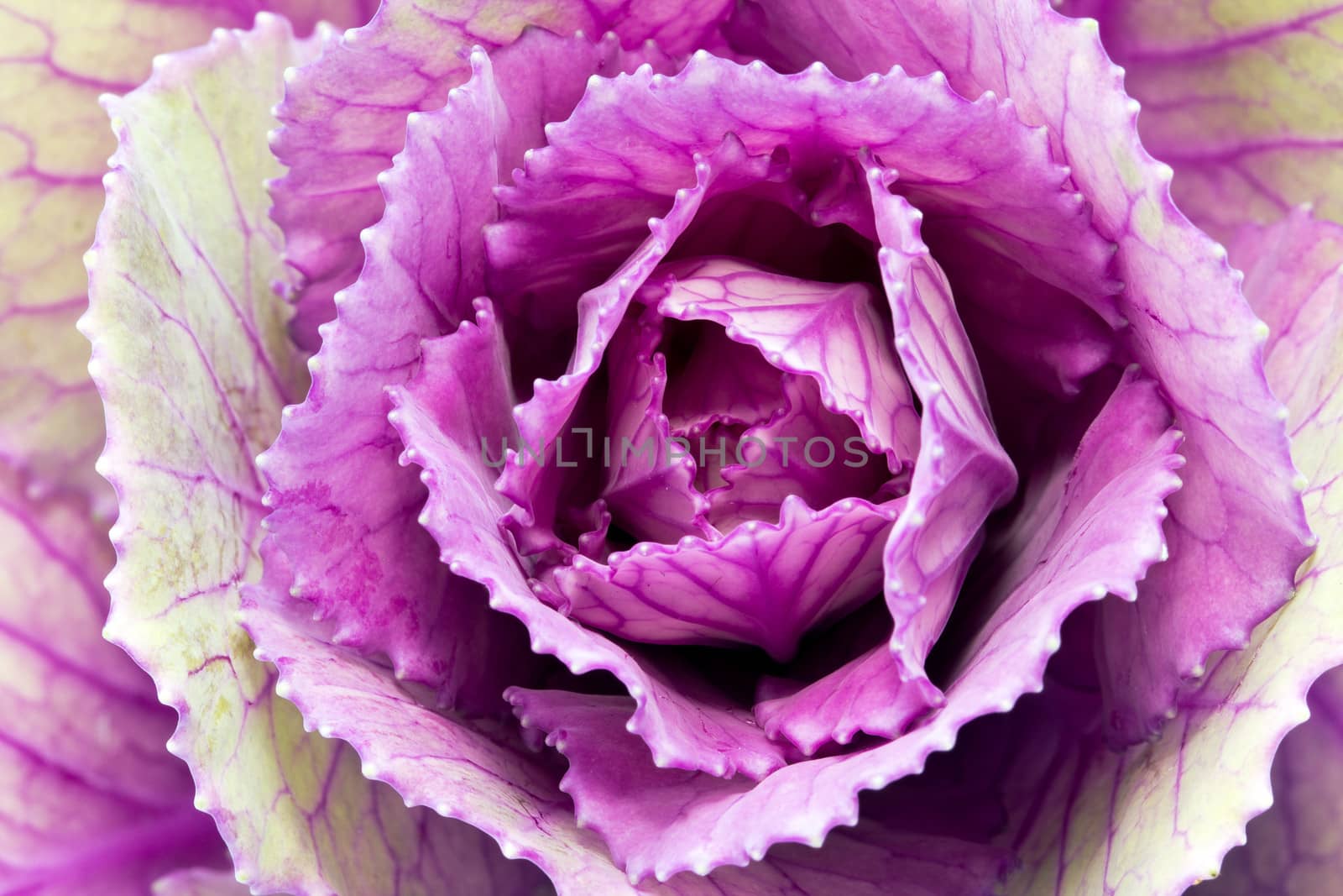  single flower of violet  brassica oleracea - close up
