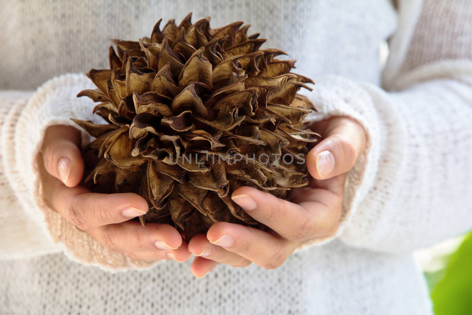 hand holding spike,tree decoration