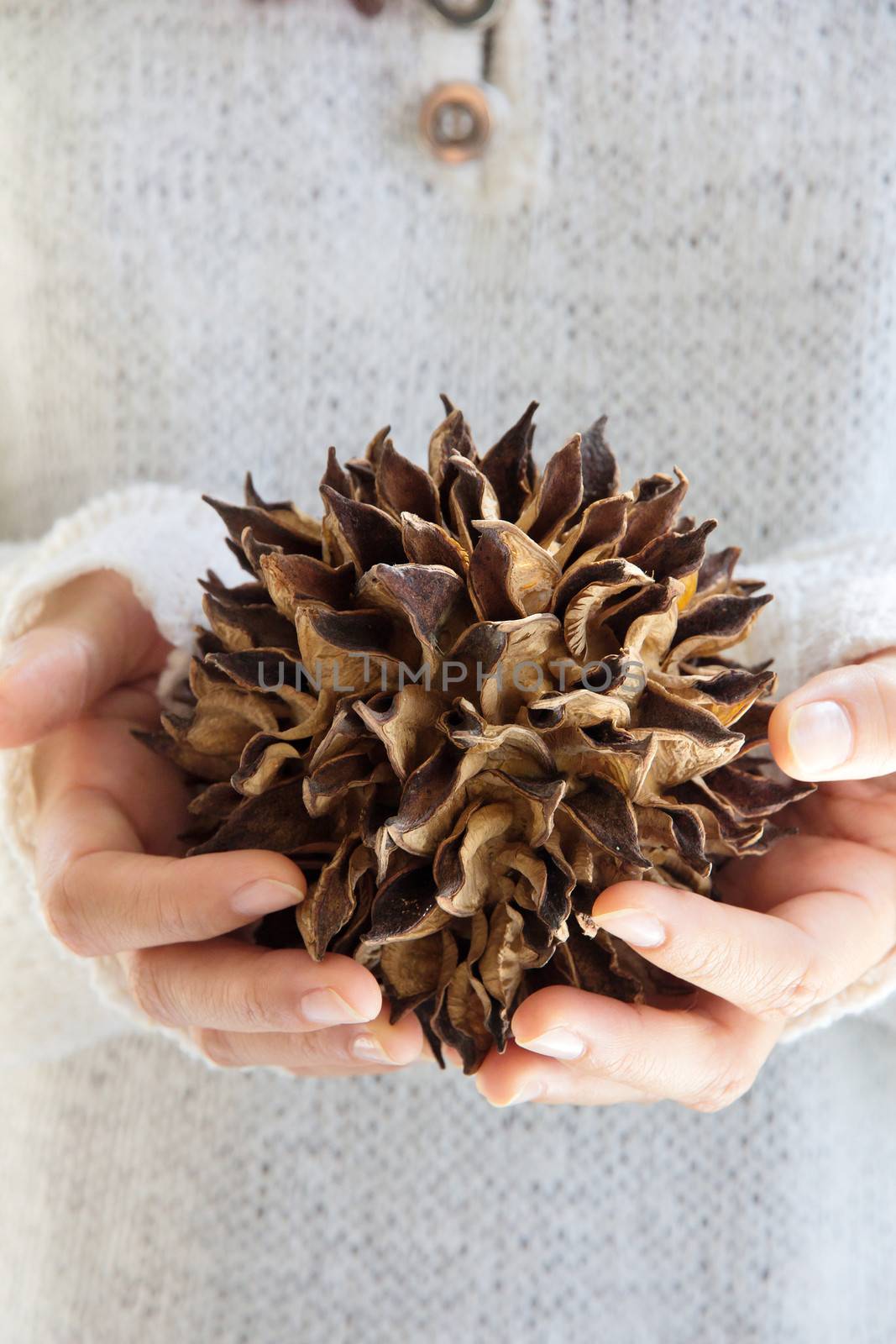 hand holding natural spiky tree by ponsulak