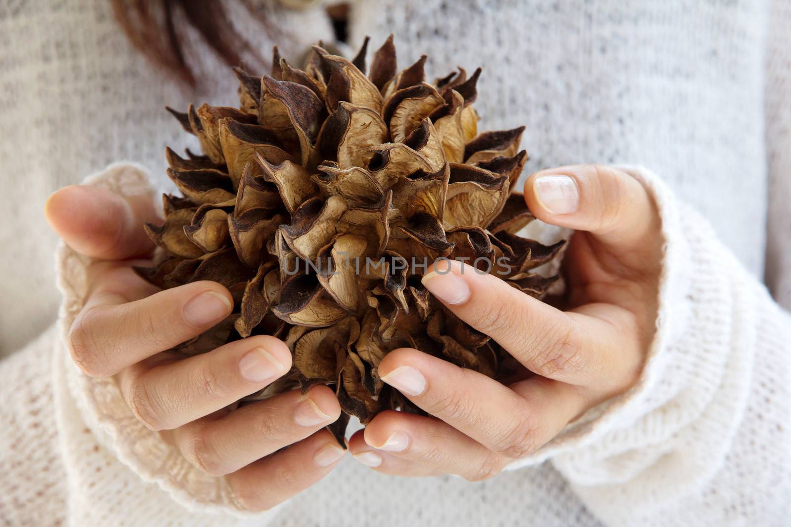 hand holding natural spiky tree