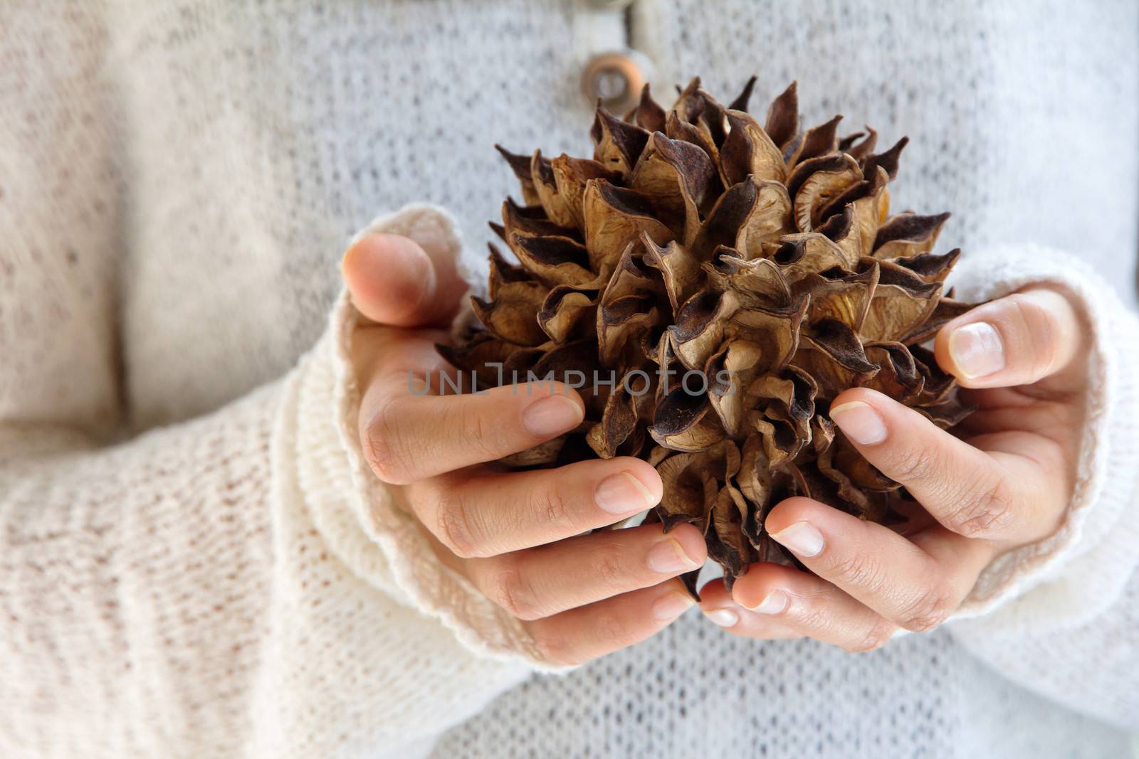 hand holding natural spiky tree