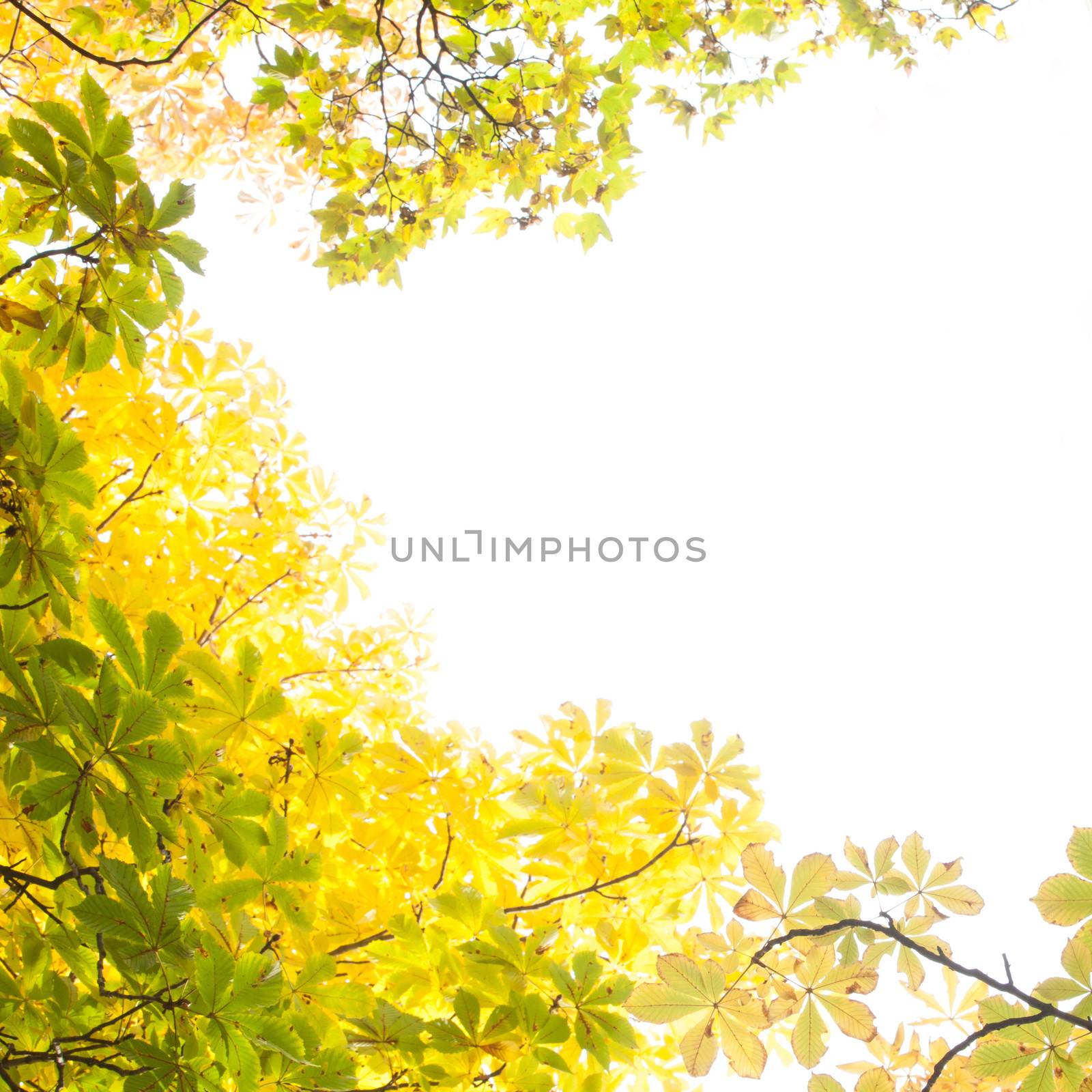 Close up of autumnal leaves against the clear sky
