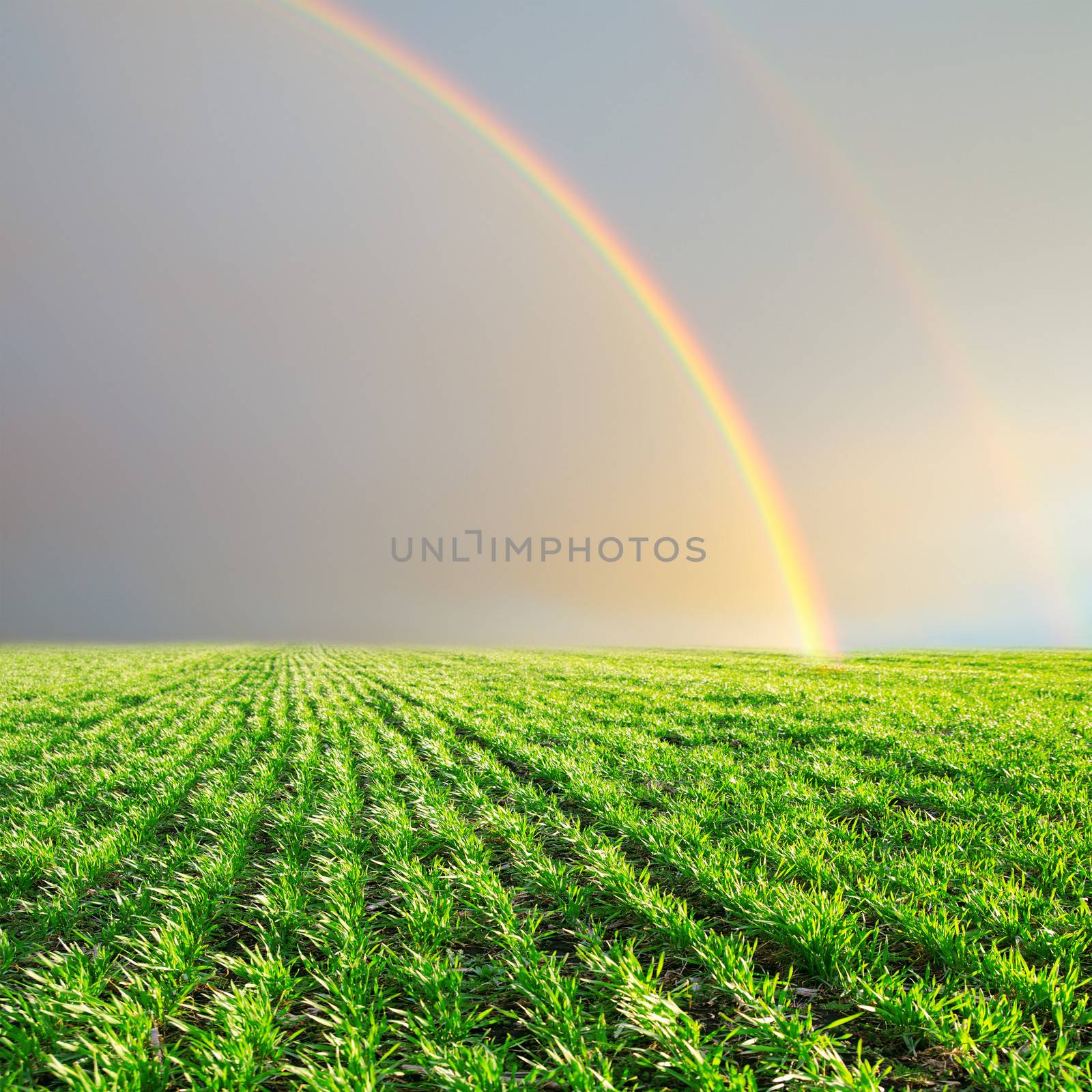 green field and rainbow in grey sky