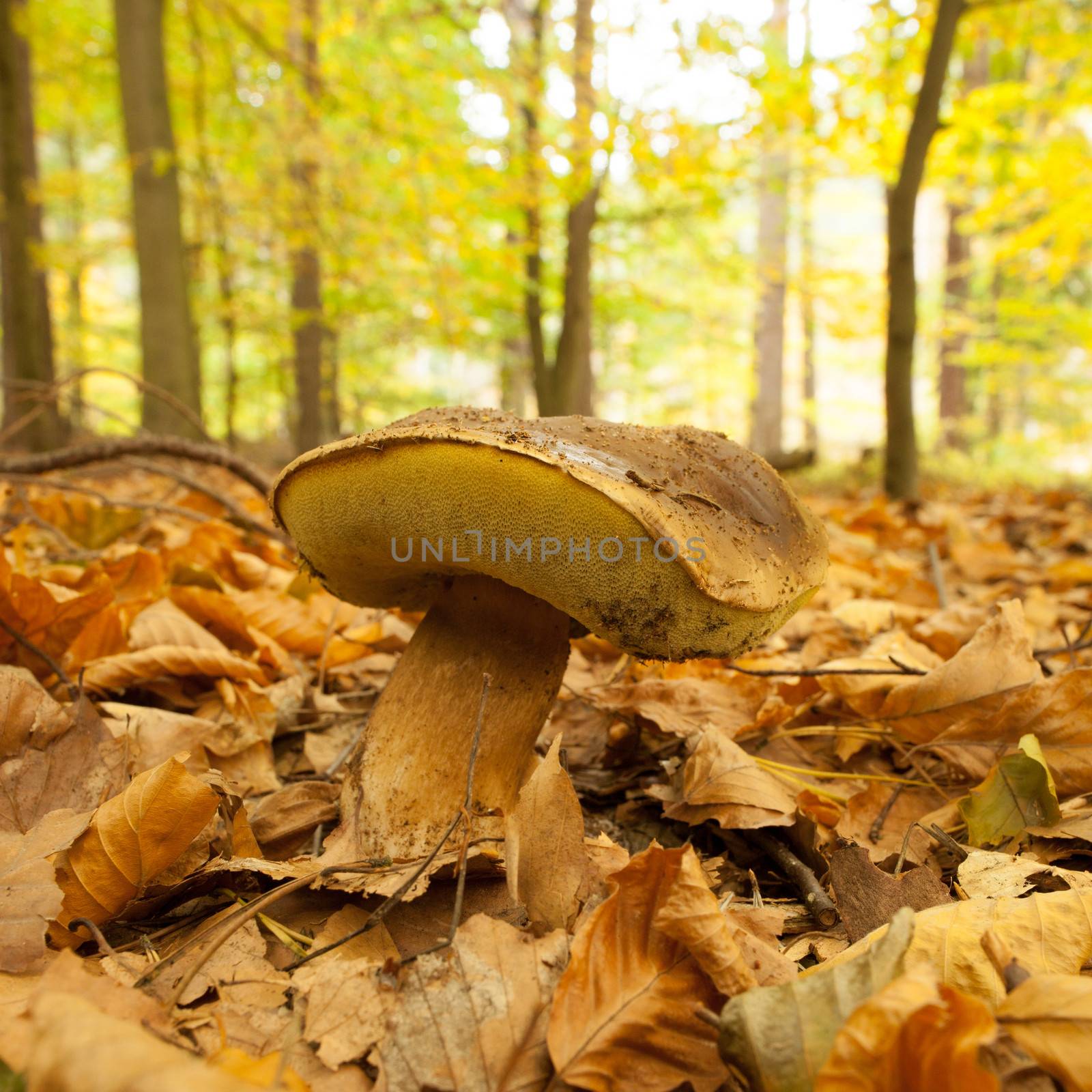 Close up of a mushroom on forest ground by Wavebreakmedia