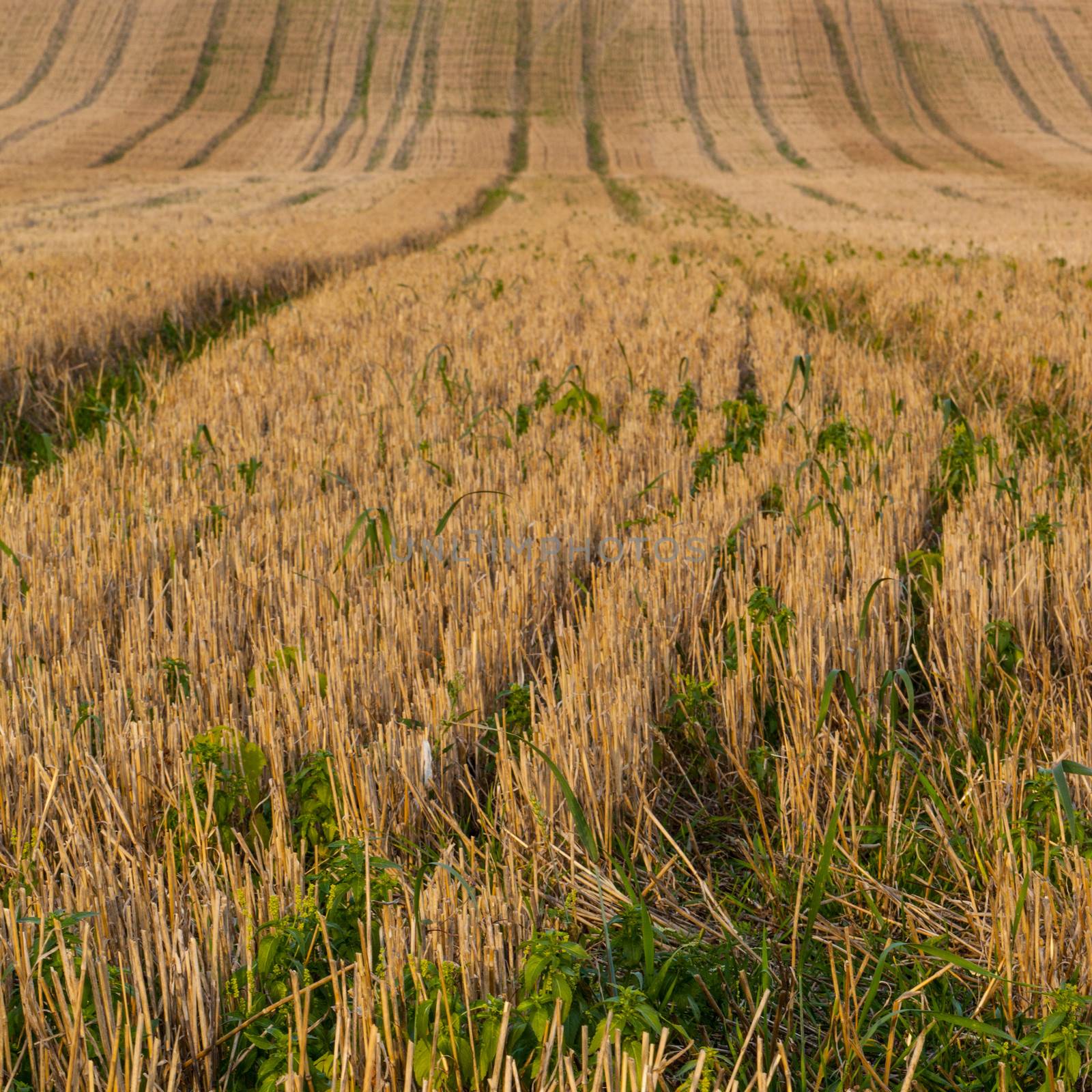 Rural fields by Wavebreakmedia