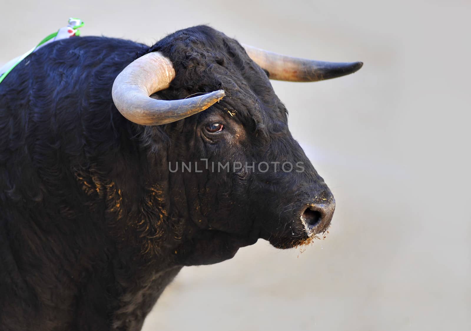 Bull with big horns looking to the Matador during a bullfight in Spain by ocusfocus
