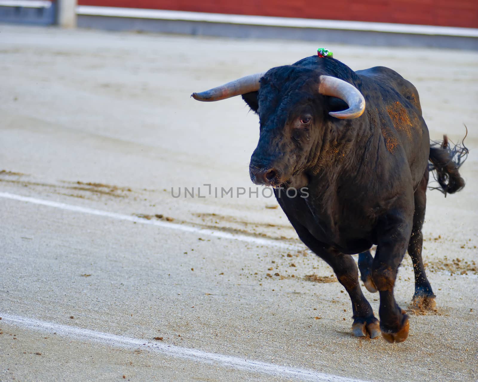The bull running during a bullfight in Madrid. Plaza de Toros de las Ventas. Spain