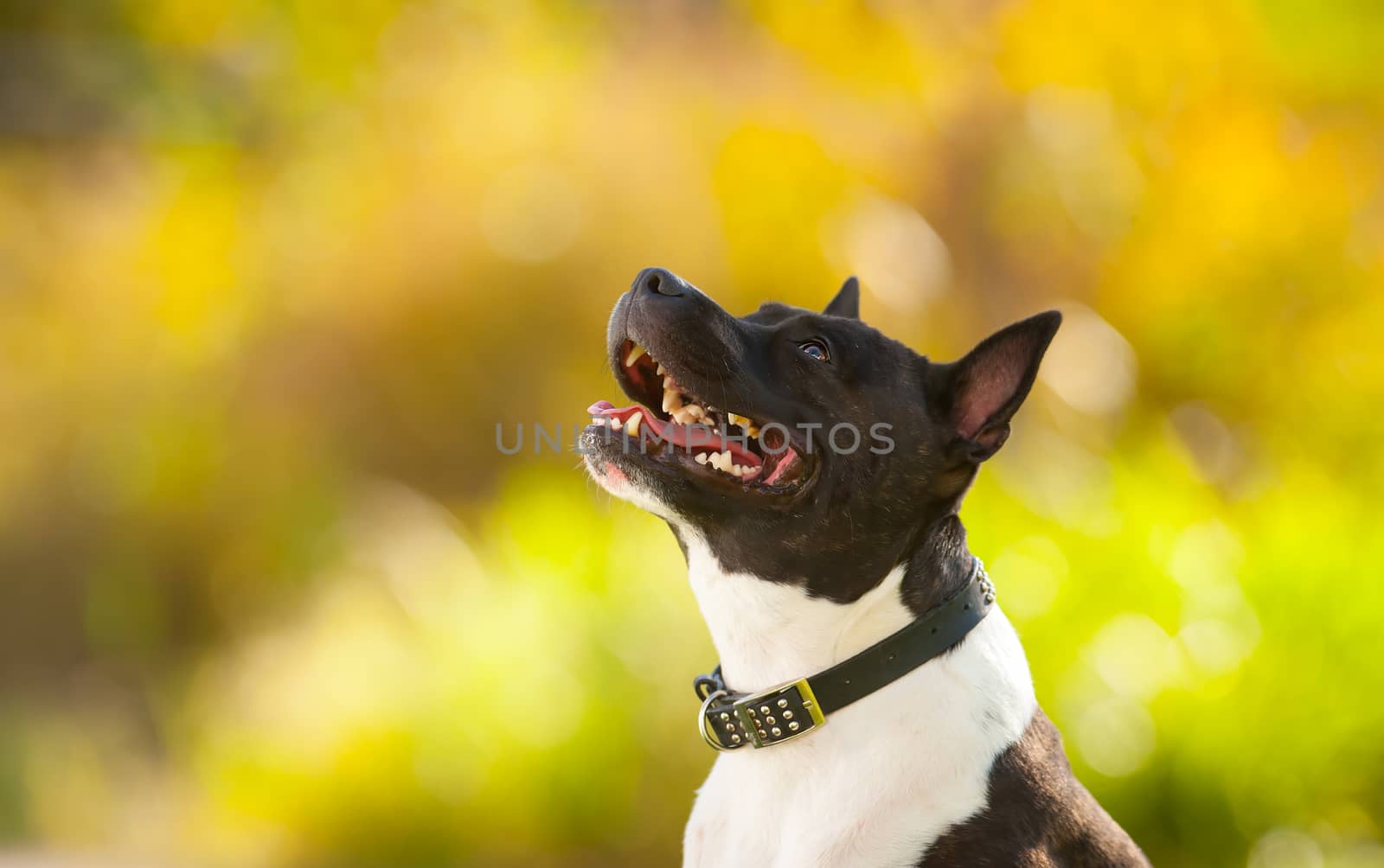 English Staffordshire outdoors portrait. The dog is looking up in front of a blurred autumn yellow nature background. 