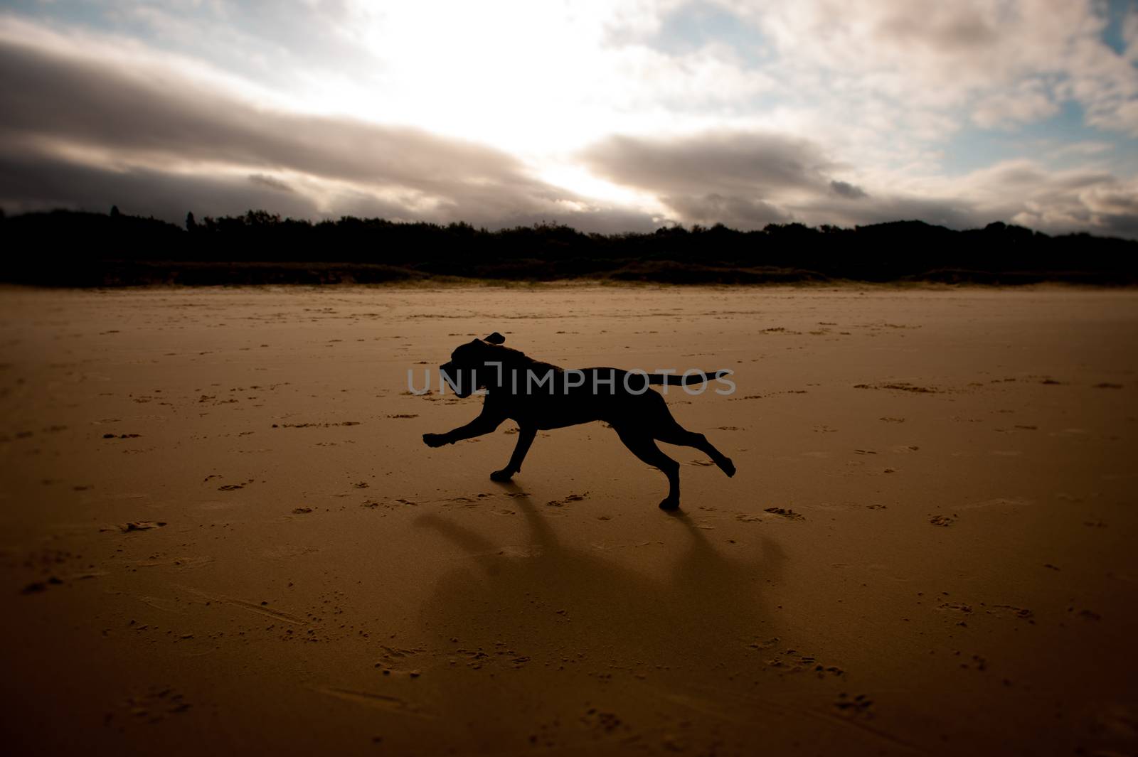 Silhouette of Brown English Staffordshire Terrier Running on Beach at sunset