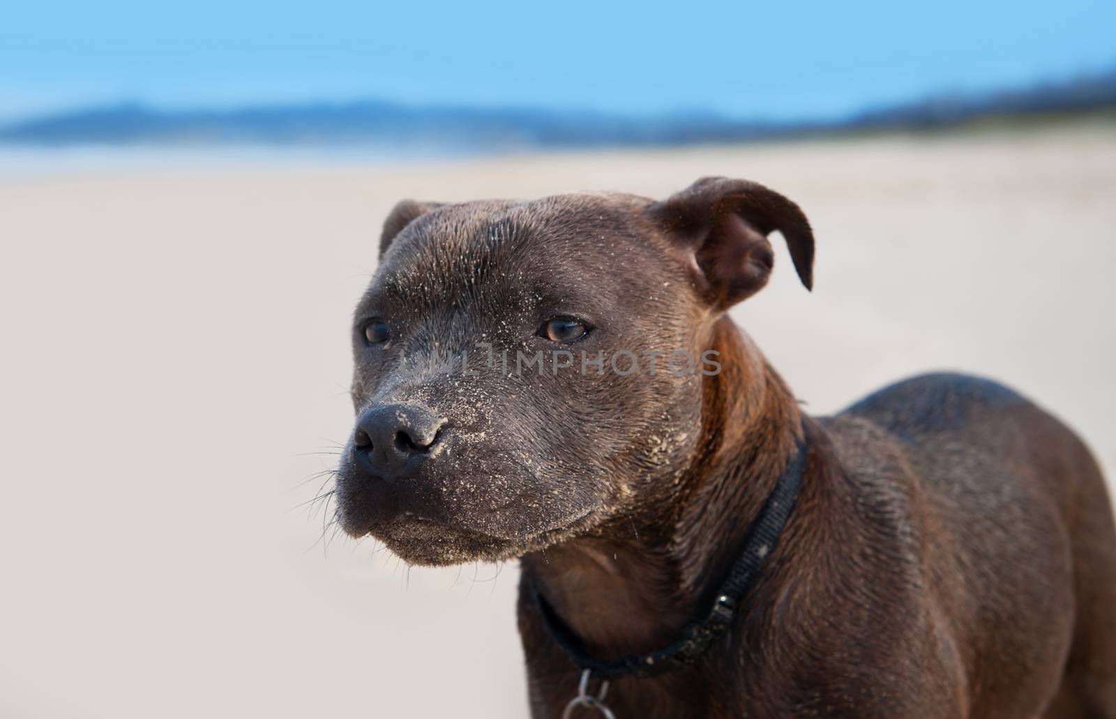 Brown English Staffordshire Terrier by ocusfocus