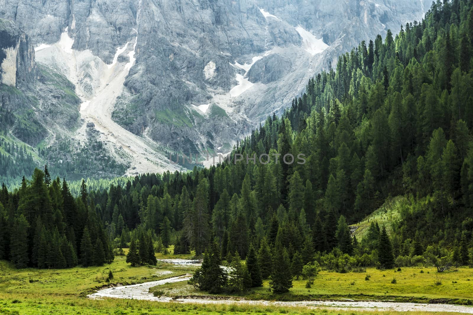 Forest and river in the Venegia Valley, Dolomiti - Italy