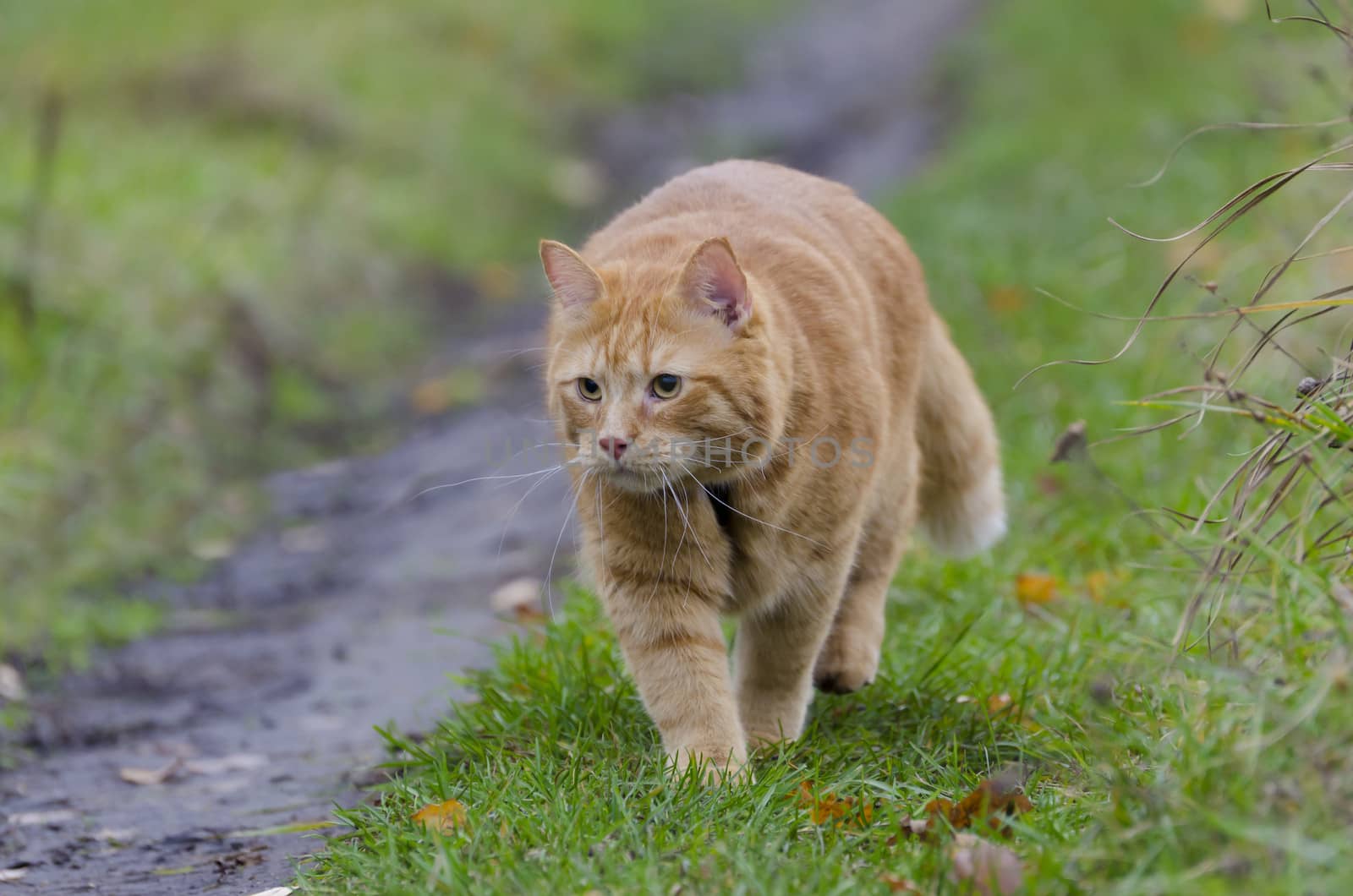 Red cat walks through the meadow with green grass and fallen leaves