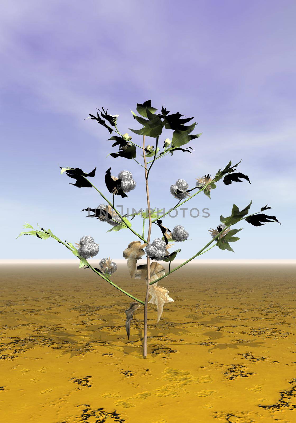 Cotton plant - 3D render by Elenaphotos21
