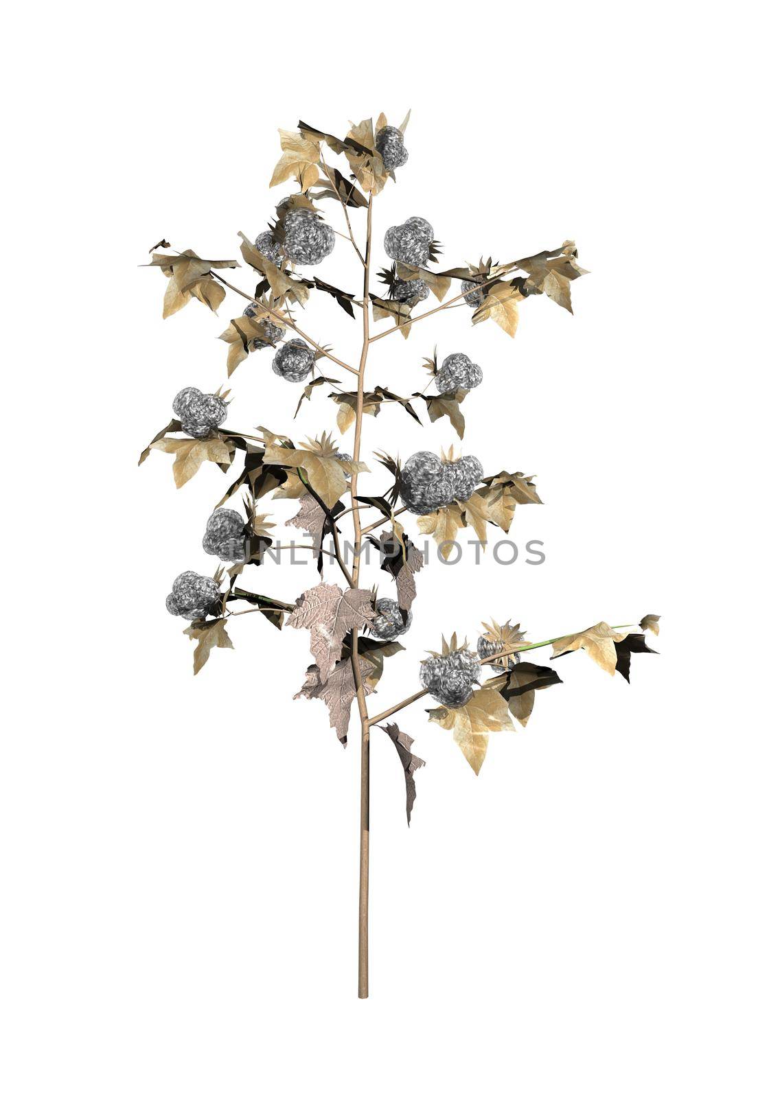 One mature cotton plant isolated in white background