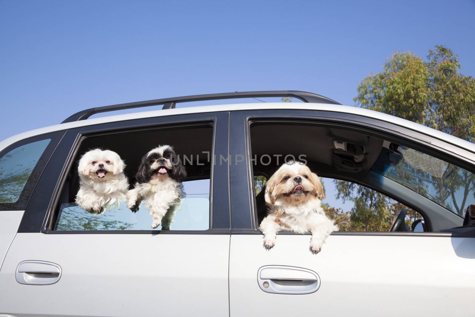 dog's family enjoying in the car by tomwang