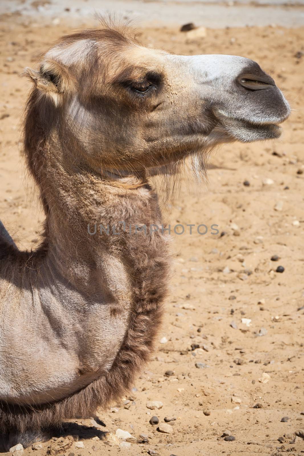 Nice close up photo of big camel
