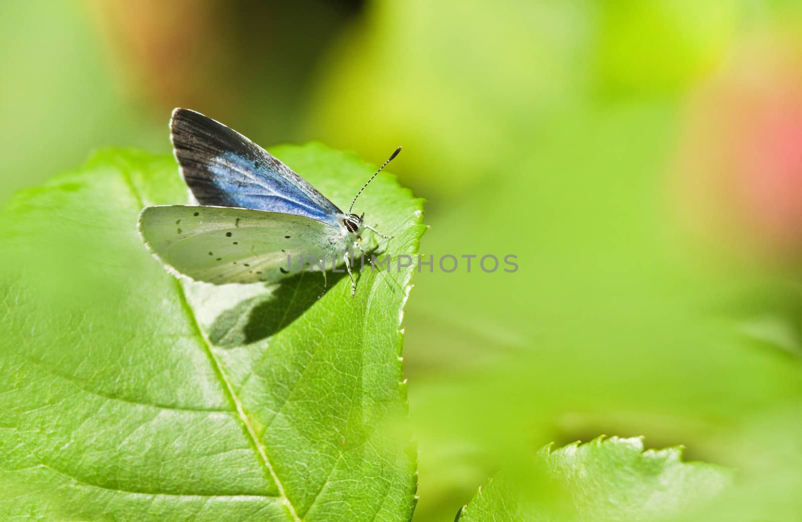 Holly Blue butterfly or Celastrina argiolus in sunshine on green leaf